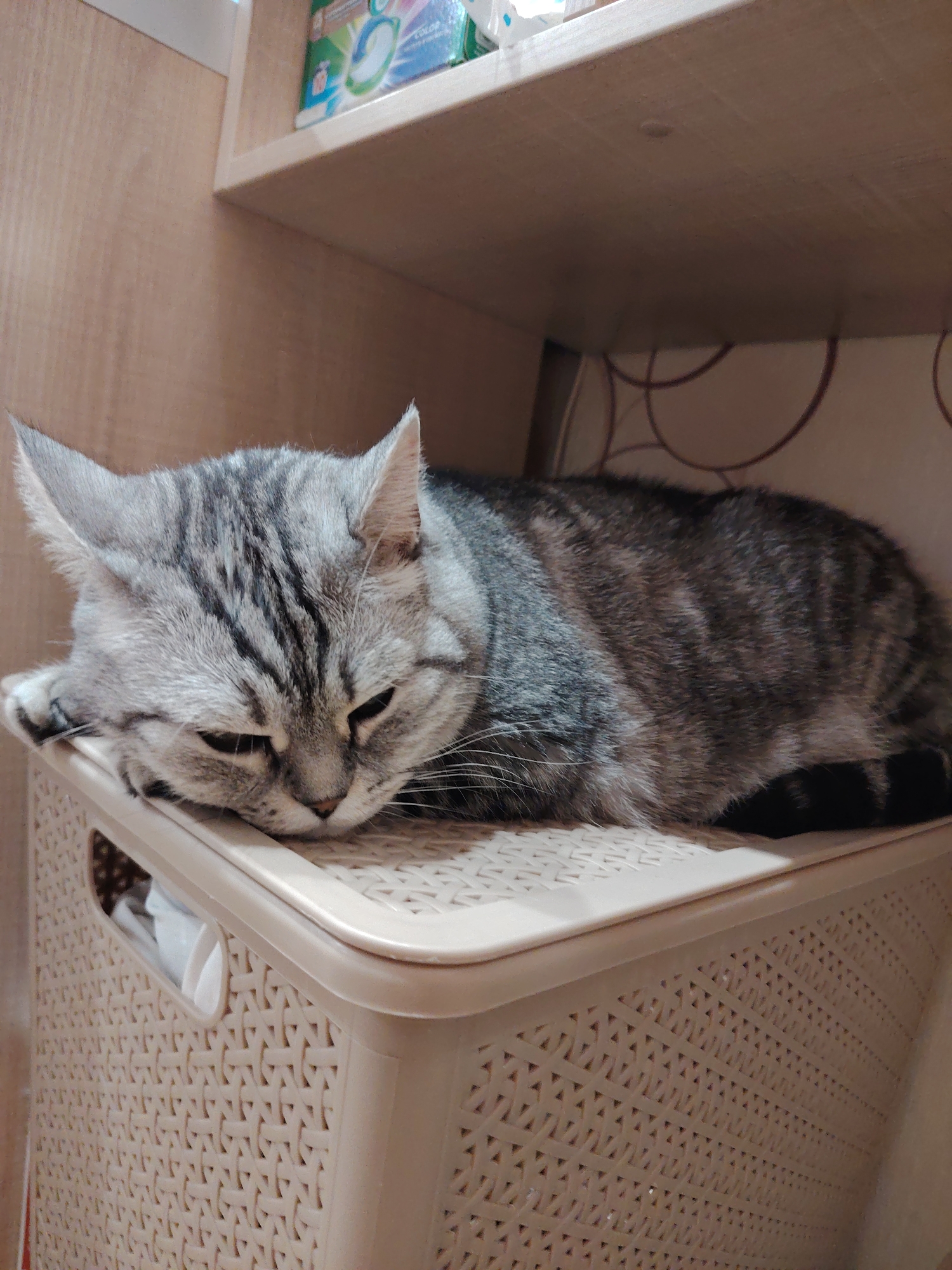A grey tabby cat is lying on top of a beige plastic basket with a woven pattern. The cat has its head resting on the edge of the basket and appears to be sleeping or resting. The basket is placed on a shelf. In the background, there is a wooden cabinet and a patterned wall. The image is taken from a slightly elevated angle. The overall scene appears to be indoors, possibly in a domestic setting.