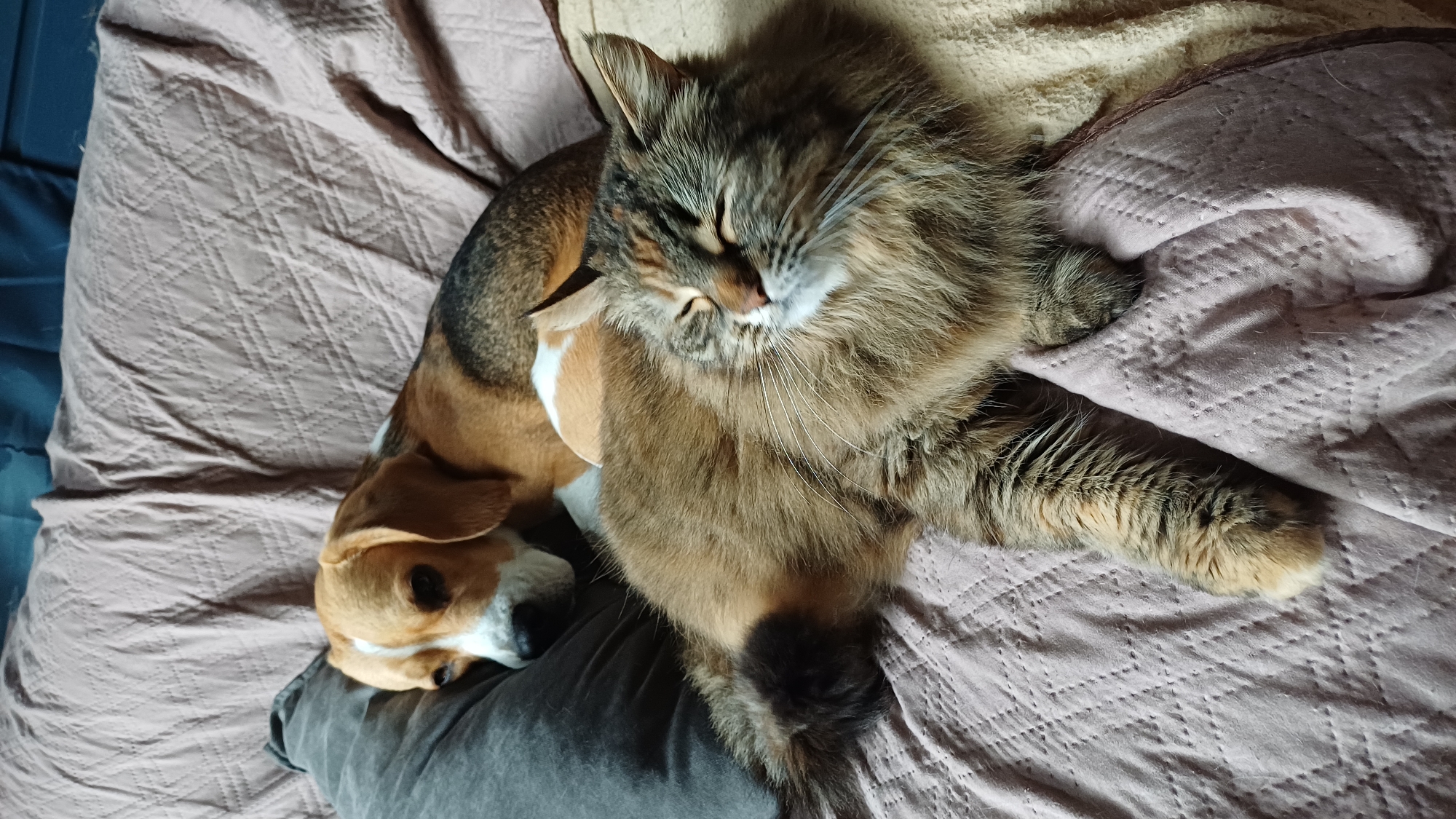 A long-haired tabby cat with brown fur is lying next to a beagle on a mauve quilted blanket. The beagle is lying on a grey pillow. Both animals appear to be sleeping. The photo was taken in Timokhovo, Russia.