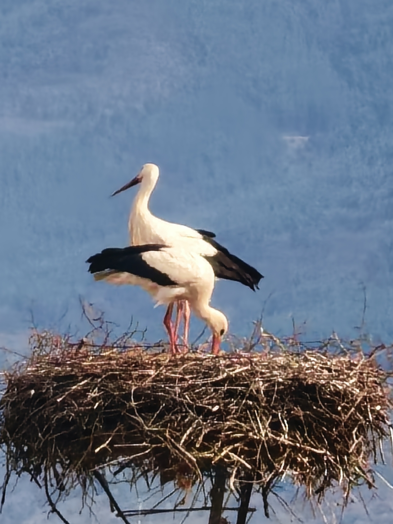 Two white storks with black wings stand in a large nest made of sticks and branches. The nest sits on a tall structure that is not fully visible. The background is a blurred blue, possibly sky or distant landscape. The location is Unknown, Unknown.
