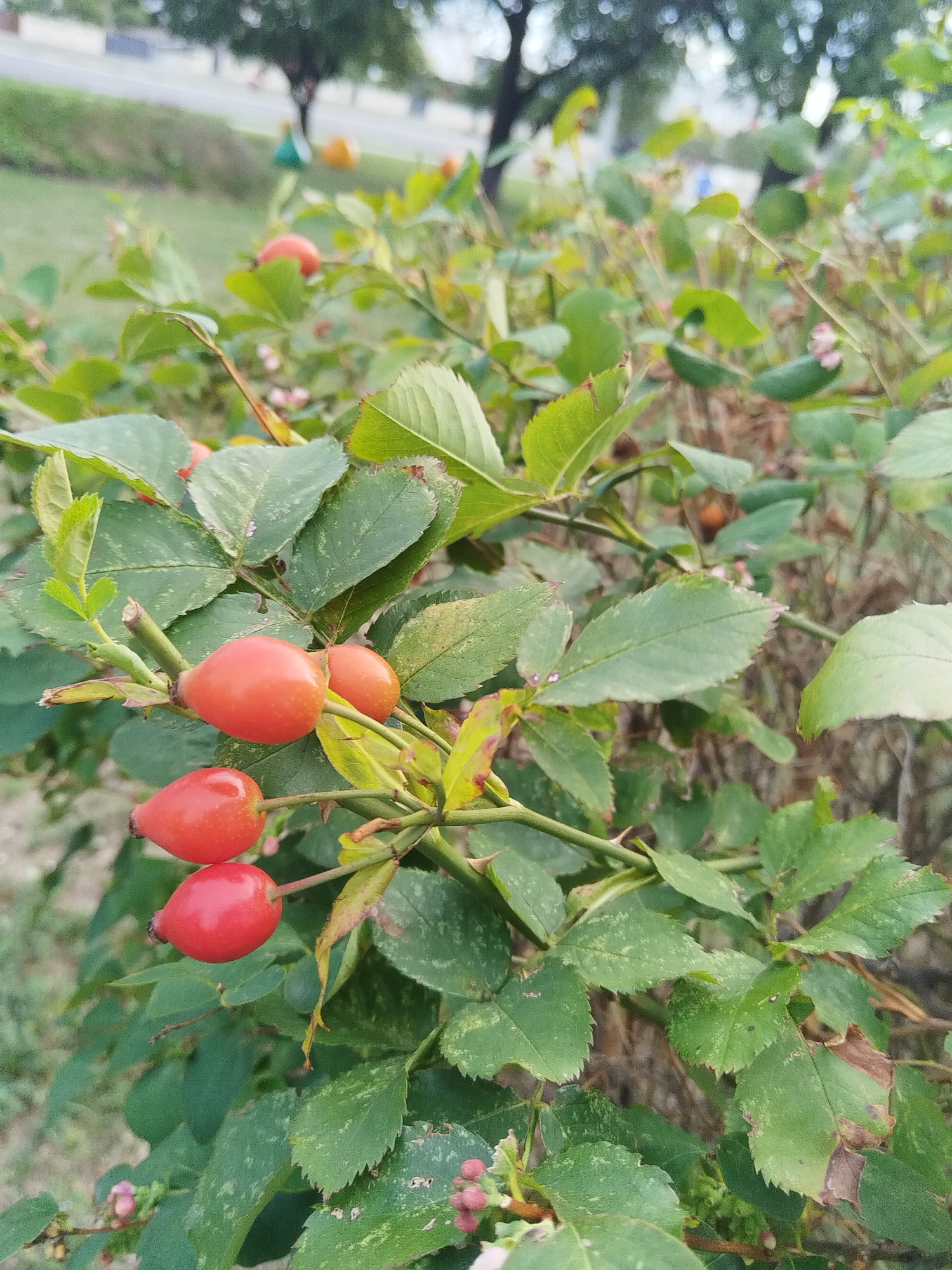 The image shows a close-up view of a rosehip bush in an outdoor urban environment. The focus is on the bright red, oval-shaped rosehips and the green, serrated leaves. The bush appears to be situated near a road or pathway, with a blurred background suggesting trees and possibly some man-made structures. The scene is well-lit, indicating it was taken during the daytime. The specific location in Brest, Belarus, is not evident from the visual information alone, as the image lacks any identifiable landmarks or context clues pointing to that particular city.