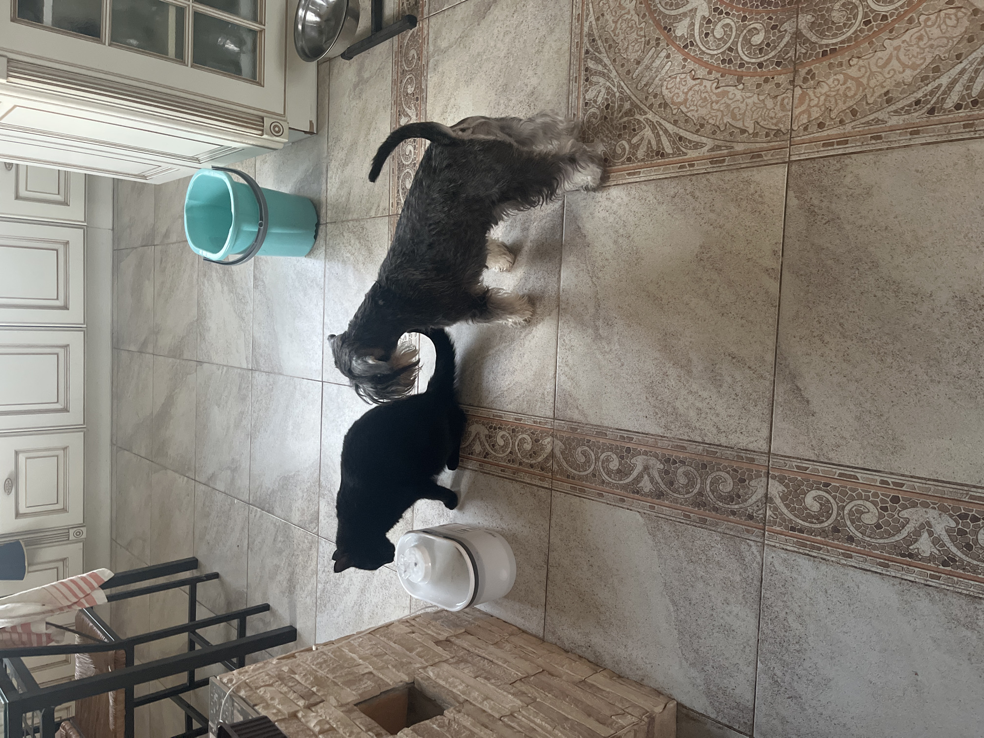 In the kitchen of a home in Vladimirovka, Russia, a black cat stands next to a white pet water fountain, its head bent down as if drinking. A miniature schnauzer, its coat a mix of gray and white, stands to the right of the cat, facing away from the camera. The animals are on a tiled floor with a decorative border pattern. In the background, kitchen cabinets are visible, along with a turquoise bucket and a silver pet food bowl on a stand. A brick structure, possibly a decorative element or part of a fireplace, is on the left side of the image.
