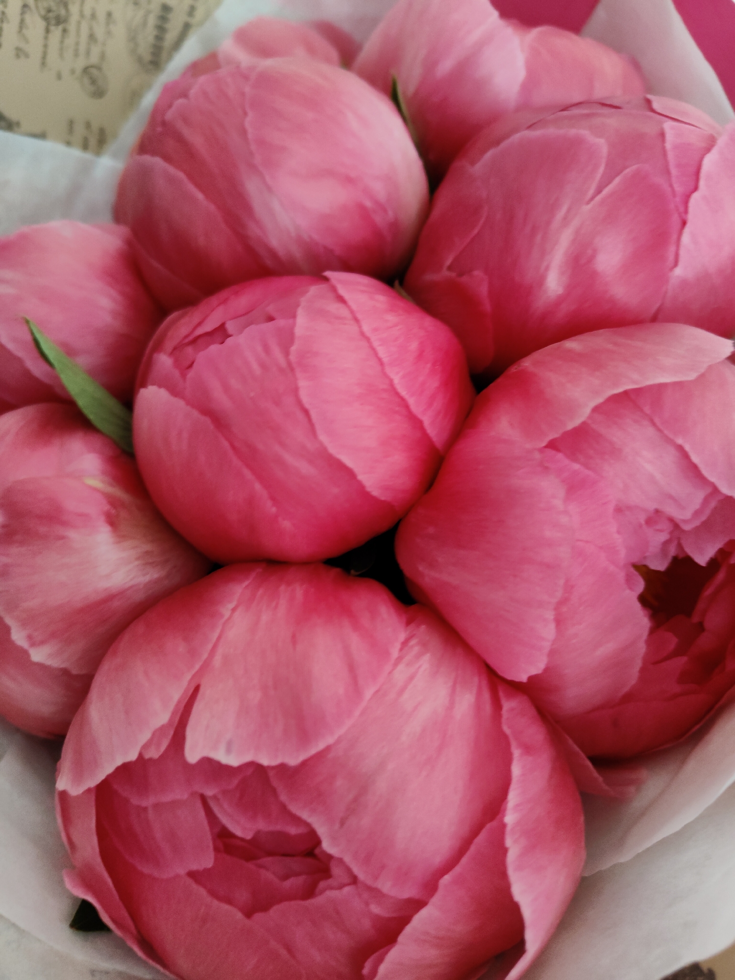 The image displays a close-up, top-down view of a bouquet of fresh, vibrant pink peonies. The frame is densely filled with multiple flower buds and partially opened blooms, showcasing their soft, delicate, and layered petals. The dominant color is a rich, warm pink, ranging from lighter blush tones on the outer petals to deeper, more saturated pinks in the inner folds and shadowed areas, highlighting their volumetric form.
Most of the peonies are in a budding stage or just beginning to unfurl, their petals tightly packed. One or two blooms show hints of their inner structure and slightly ruffled edges. A single slender green leaf is visible among the blossoms in the lower-left portion of the image, providing a subtle color contrast.
The peonies are nestled in a soft, light-colored wrapping, likely white or cream paper, which fills the background. In the upper-left corner of the image, on this wrapping, faint, dark, decorative text is visible. The word "Reservé" or "Reserved" can be partially deciphered in an old-fashioned script, along with other indistinct lines of text, suggesting the wrapping might be a vintage-style paper or fabric. The image focuses entirely on the flowers and their immediate packaging, without any discernible background elements that would indicate a specific location, time of day, or weather. No people or specific activities are depicted; it is a still life emphasizing natural beauty.