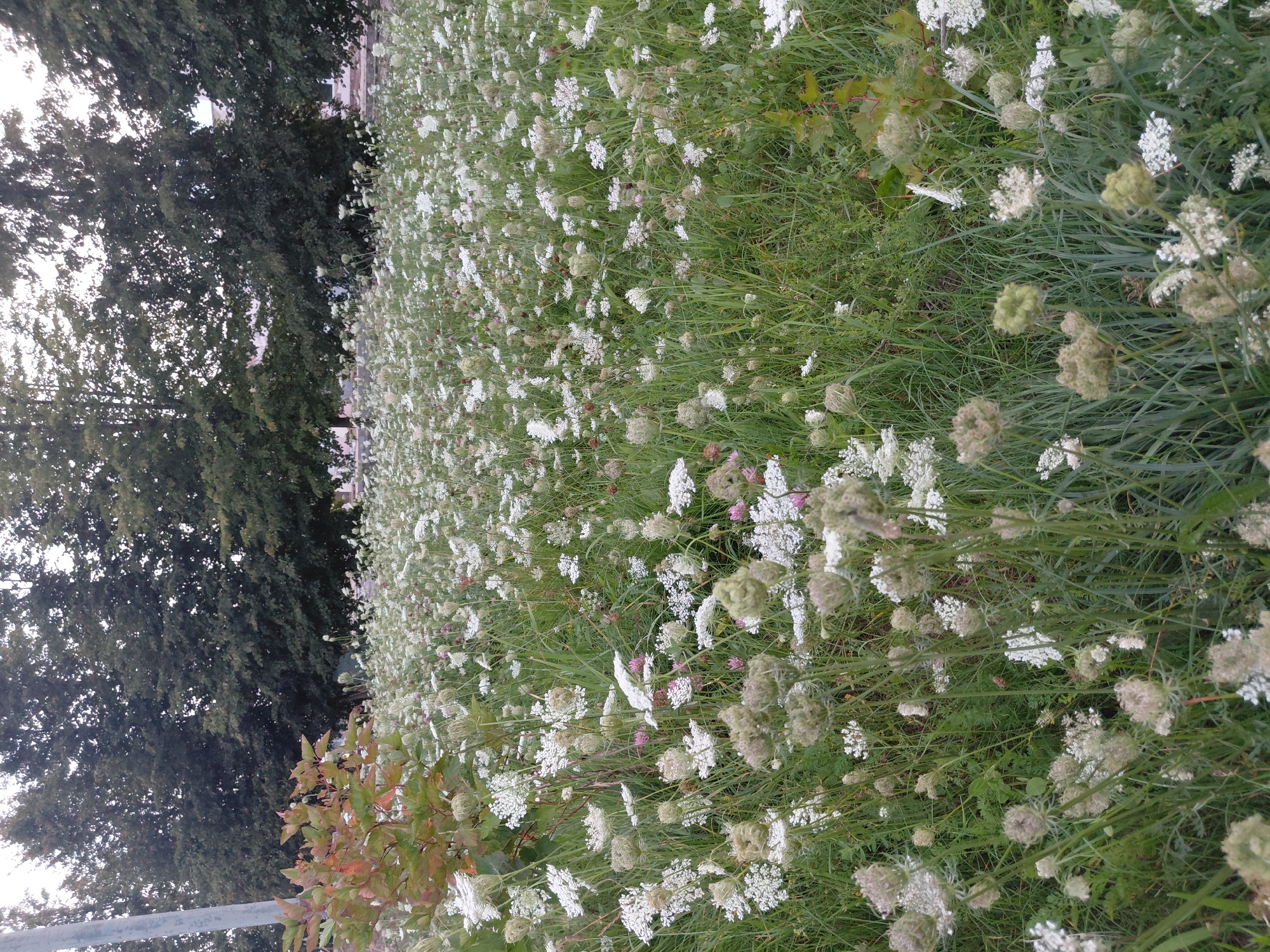 The image depicts a dense field of Queen Anne's Lace flowers, also known as wild carrot, growing in Smarhon, Belarus. The flowers are white and characterized by their intricate, umbrella-shaped clusters of tiny blooms. Some flower heads are in full bloom, while others appear to be in the seed-head stage, forming a spherical, prickly structure. The field is overgrown with tall green grass, intermixed with the white flowers. In the background, a row of mature, leafy trees forms a dark green canopy. A light-colored utility pole is visible on the far left of the image. A small shrub with reddish-brown leaves is situated on the left side of the frame, partially obscuring the dense floral display. The overall impression is of a natural, uncultivated area within the city.