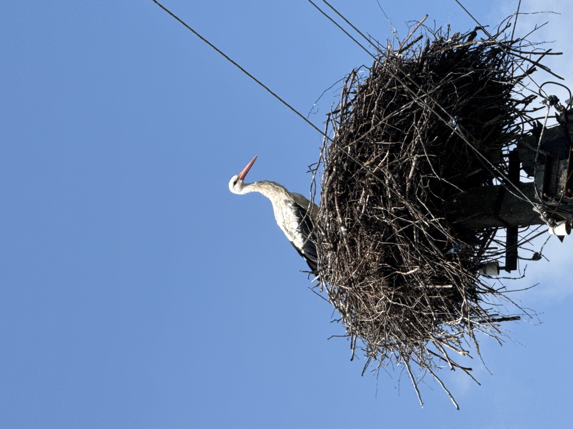 A single white stork stands in its large, messy nest made of twigs and branches. The nest is situated on top of a utility pole, which is visible at the bottom of the frame. The stork is mostly white with black wing feathers, and has a long, red beak. It is looking to the left, with its head slightly turned. The sky behind the stork and nest is clear and blue. The image was taken in Aukštieji Rusokai, Lithuania.