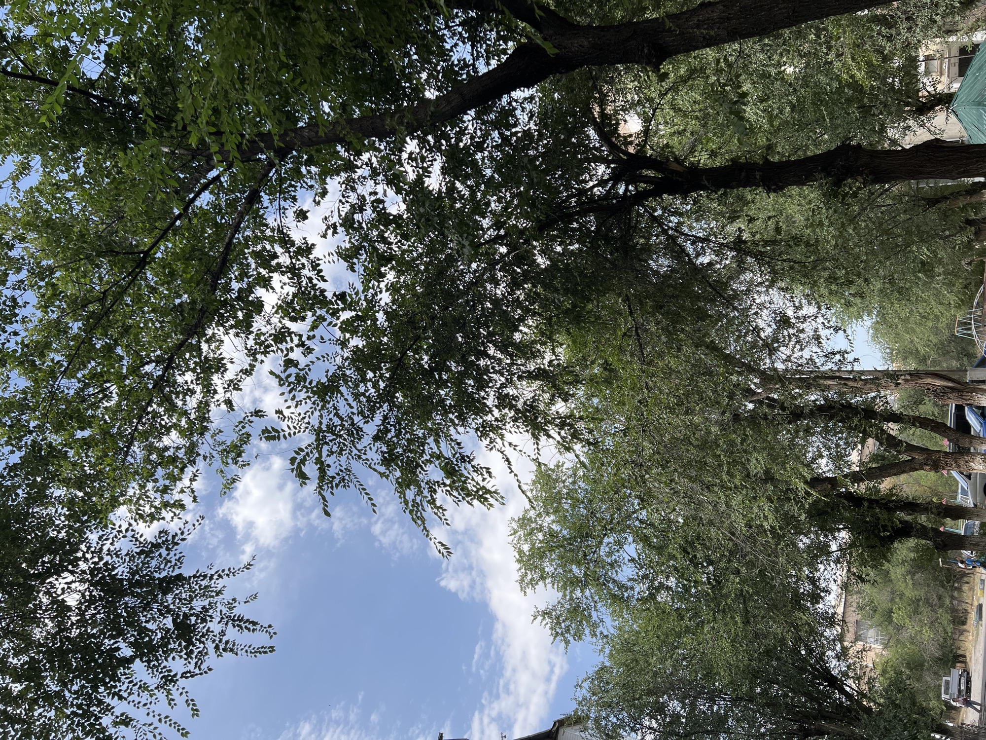The image depicts a view of trees and a blue sky with scattered clouds, likely taken on a clear day in the city of Tokmok, Kyrgyzstan. Several large trees with dense green foliage dominate the foreground and midground, their branches extending upwards and outwards, partially obscuring the sky. The leaves appear to be lush and healthy, suggesting a time of year with ample vegetation. In the background, hints of urban structures can be seen peeking through the trees, including what appears to be a light-colored building. The lower portion of the image reveals more details of the environment, with glimpses of a paved area, possibly a street or sidewalk, and several parked vehicles, including a white pickup truck. Some people are visible in the distance, one standing near the pickup truck and another further down the paved area. There is also a glimpse of a green tarp in the lower right corner, and what may be playground equipment in the lower center, suggesting a residential or public area. The overall impression is a common urban landscape scene in Tokmok, characterized by a mix of natural elements and man-made structures.