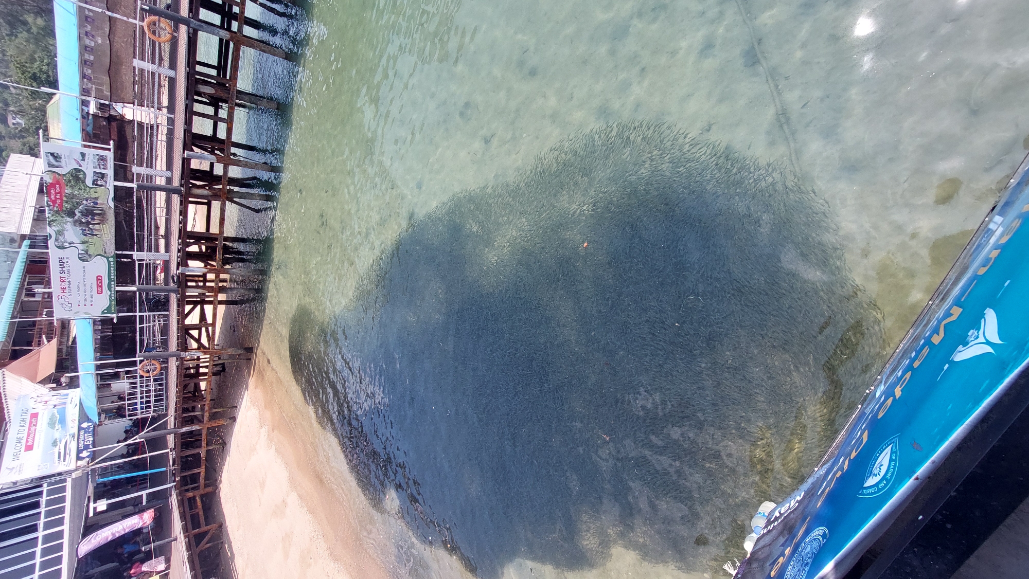 This is an eye-level, outdoor, angled shot taken at Tambon Ko Tao, Thailand. On the left is a dock-like structure with brown wooden supports and a beige sand beach below it. On the structure are signs that advertise Heart Shape Elephant Care Samui and welcome visitors to Koh Tao.
The primary focus of the shot is the water, where a dense aggregation of small fish forms a large, dark, irregular shape underwater. The surrounding water is clearer and lighter in color. The bottom right of the image features a blue panel with white logos and text, seemingly part of the dock structure. Several discarded water bottles can be seen at the bottom edge of the image.