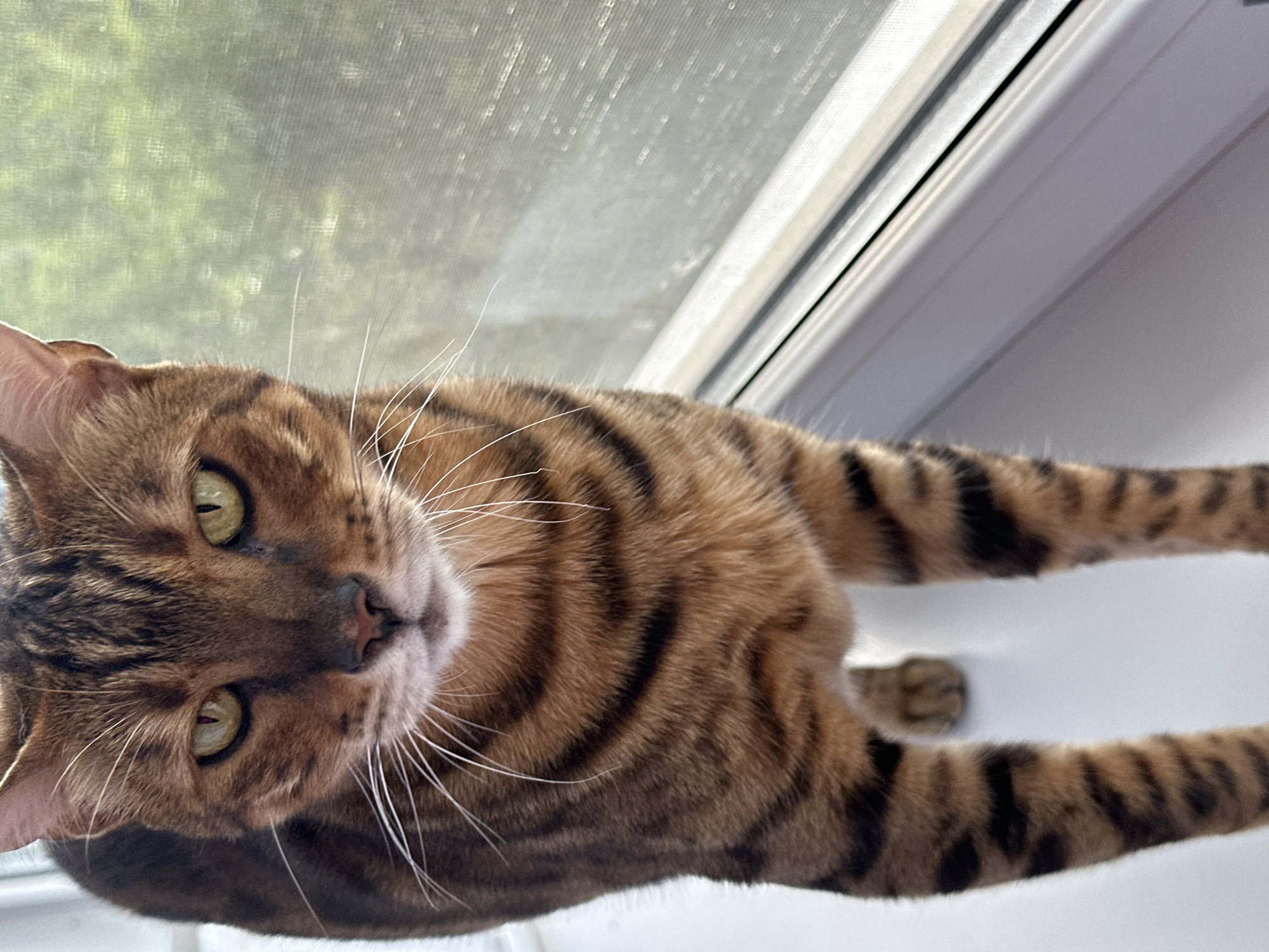 A close-up shot features a Bengal cat with distinctive spotted fur and piercing green eyes, standing on a white surface, possibly a windowsill. The cat is looking directly at the camera with a focused expression. To the right, a window with a screen is visible, obscuring a blurry green background that suggests outdoor foliage. The lighting is natural and bright, indicating it's daytime. The image does not provide any information about the city of Energetik, Russia, or any human presence.