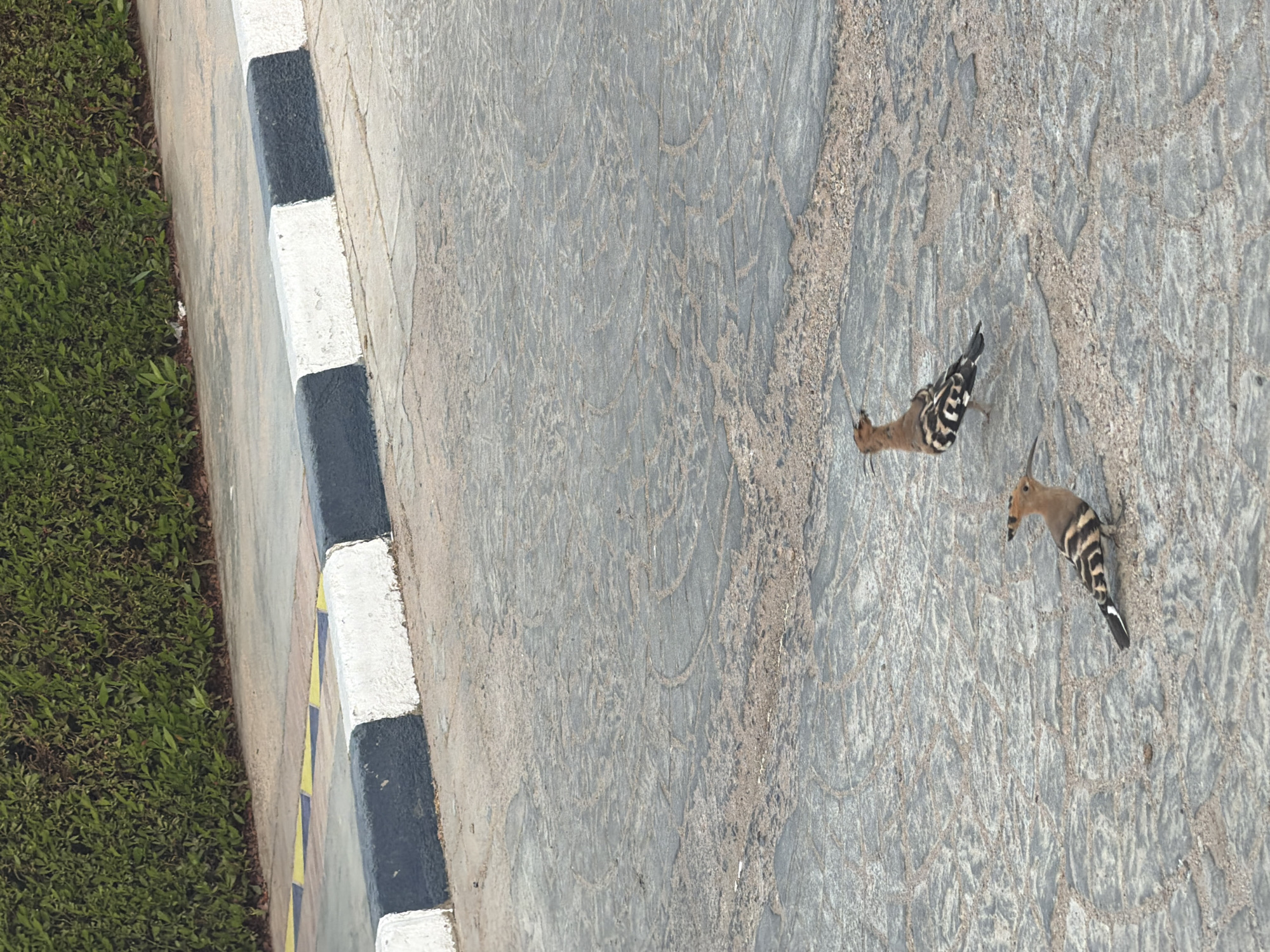 Two hoopoe birds are depicted on a stone-paved walkway. The birds are brown and black with distinctive striped wings and crests. In the background, a hedge of dense green foliage borders the walkway. A curb with alternating black and white painted sections separates the walkway from a yellow and blue striped pavement. The scene appears to be in a park or a landscaped area in Sharm El Sheikh, Egypt.