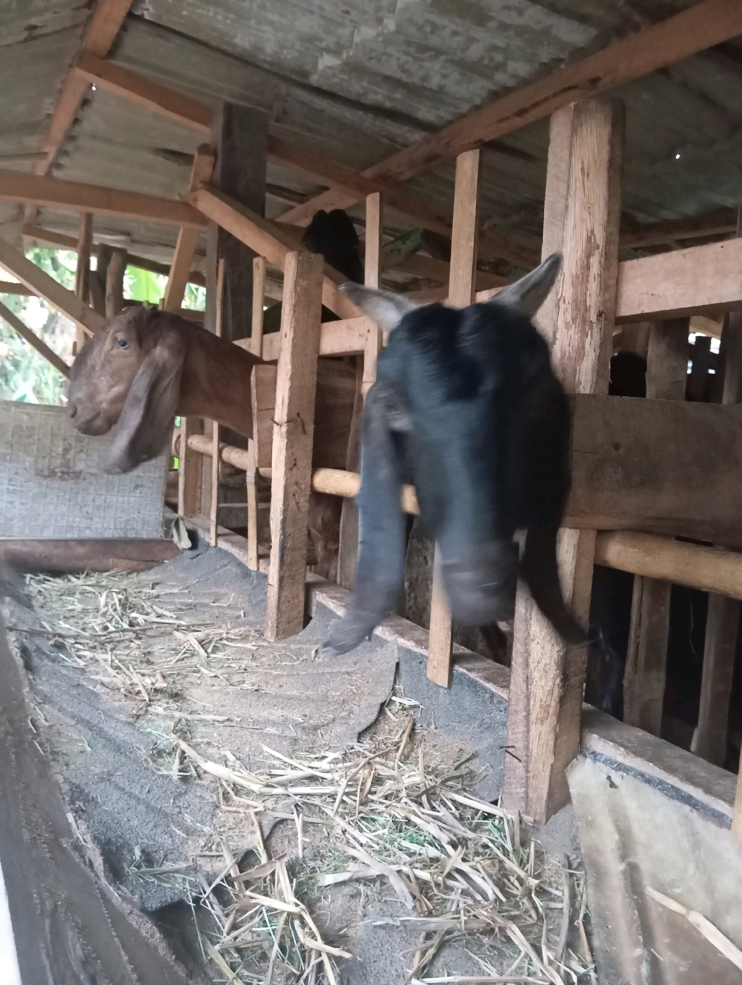 In Leman Benawi, Indonesia, a scene unfolds within a rustic goat pen constructed from rough-hewn wood and corrugated metal roofing. Sunlight filters through gaps in the roofing, casting a dappled light on the scene. In the foreground, a trough filled with hay and what appears to be sand or fine gravel lines the left side of the pen. Two goats are visible. On the left, a brown goat with large, floppy ears peers out from its enclosure, its head and neck clearly visible. To the right and slightly behind the brown goat, a black goat is captured mid-motion, its head and front legs blurred, suggesting it is moving or shaking its head. The overall impression is of a humble, functional animal housing structure.