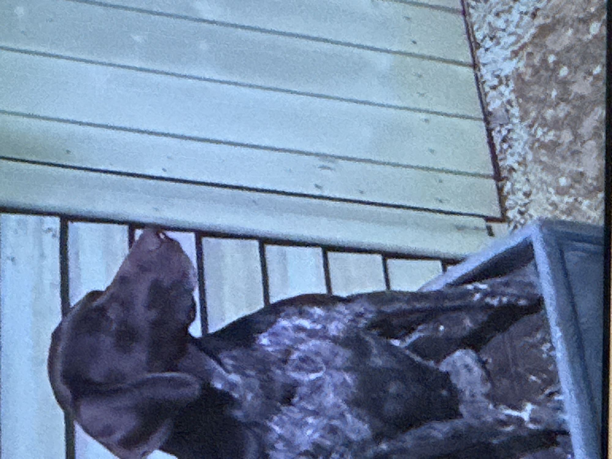 A close-up, medium shot shows the upper body of a dark-colored dog with white ticking, sitting in a grey box, with a light blue wooden structure behind it. The dog is facing to the right, its head slightly lowered, and its ears are floppy. The wooden structure is composed of vertical planks, some of which have horizontal lines suggesting a building. The ground in front of the structure appears to be covered in gravel or small stones. The lighting suggests it is daytime, with the light source coming from the left.