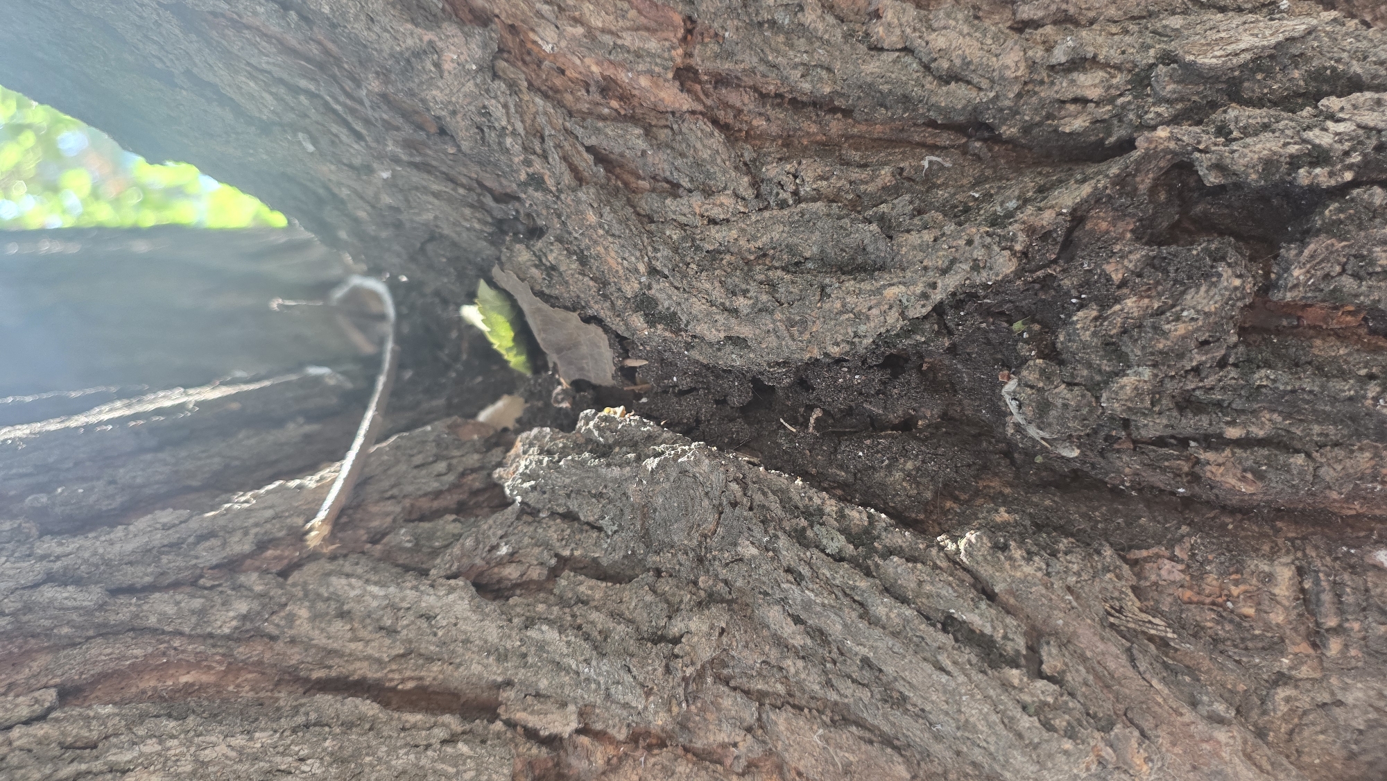 The image shows a close-up view of the deeply furrowed bark of a tree, likely a mature deciduous tree. The rough texture of the bark is prominent, with deep crevices and ridges. The perspective is from below, looking upwards into the V-shaped split between two large branches or trunks of the tree. In the background, out of focus, sunlight filters through green foliage, suggesting an outdoor setting in a park or natural area. There is a thin, light-colored twig or vine that spans across the gap between the tree trunks. The lighting suggests it is daytime, possibly late morning or early afternoon, with bright sunlight creating some glare and highlighting the textures of the bark. The scene is devoid of any human presence or activity. It is impossible to determine the specific location within Tokmok City, Kyrgyzstan, from this image alone.