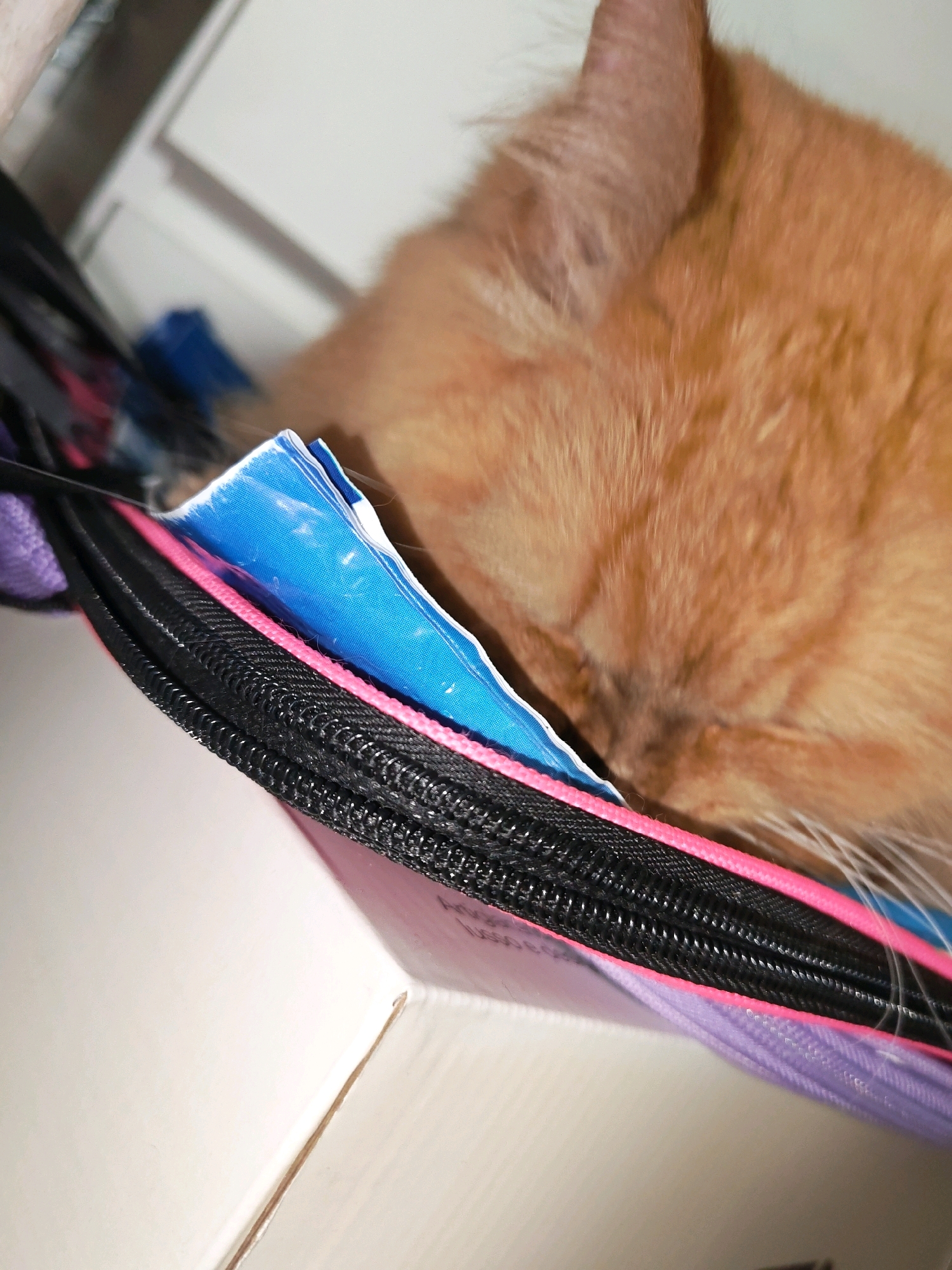 An orange cat is sleeping in a box, partially obscured by a zippered pouch. The pouch has layers of blue, pink, and purple fabric and a black zipper. The background is indistinct but appears to be indoors. The image does not contain any information about the location in the city of Chaikovsky, Russia.