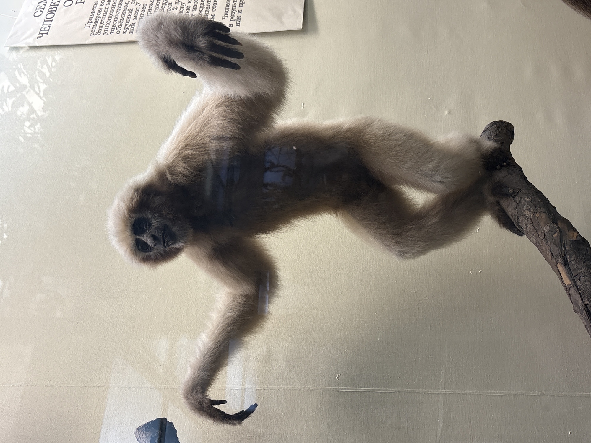 A taxidermied gibbon is displayed on a branch in a museum exhibit. The gibbon is light brown with dark fur on its hands and face. Its arms are outstretched, and its legs are bent as if it is in mid-motion. Behind the gibbon is a plain, textured wall, and to the right, a sign with text is visible. The image appears to have been taken in the Zoological Museum of the Russian Academy of Sciences in Saint Petersburg, Russia.