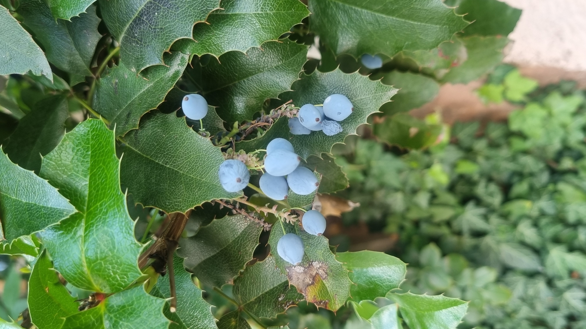 The image shows a cluster of pale blue berries on a branch with green, spiky leaves. The berries are round to oval in shape and appear to be covered in a light, powdery bloom. Some of the leaves have a slightly yellowed or brown appearance in places, indicating potential aging or damage. In the background, a blurred green foliage of other plants is visible, suggesting an outdoor setting. The overall impression is of a natural scene, likely a garden or park. There are no people, animals, or structures depicted. The image was taken at ground level, with the camera focused on the berries and leaves.