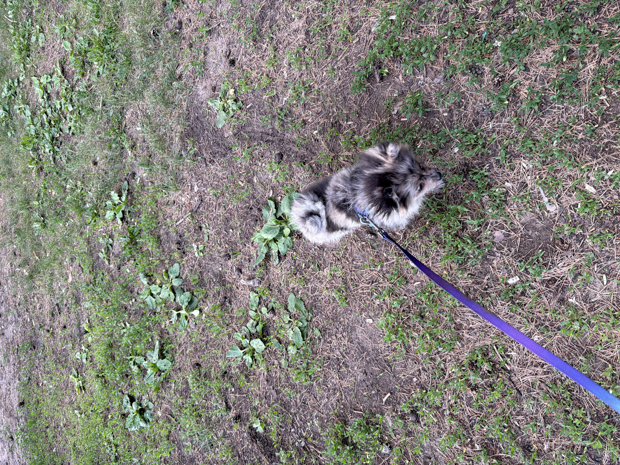 The media file shows a top-down view of a fluffy, grey and white dog on a purple leash, lying on the ground. The ground is a mix of dry grass, dirt, and some scattered green weeds. The dog's fur is thick and appears to be well-groomed, with distinct patches of darker grey and lighter white. It is wearing a blue harness. The leash is a vibrant purple and stretches diagonally across the frame, extending out of view to the lower right.
The setting appears to be outdoors, likely a park or a wooded area, given the natural ground cover. There are no people visible in the frame. The lighting suggests it could be daytime, possibly overcast or in the shade, as there are no harsh shadows. The dog's posture, lying down with its head slightly turned, could indicate it is resting or observing its surroundings. The overall mood is calm and peaceful. There is no visible text in the image. The location context is Chaikovsky, Russia.