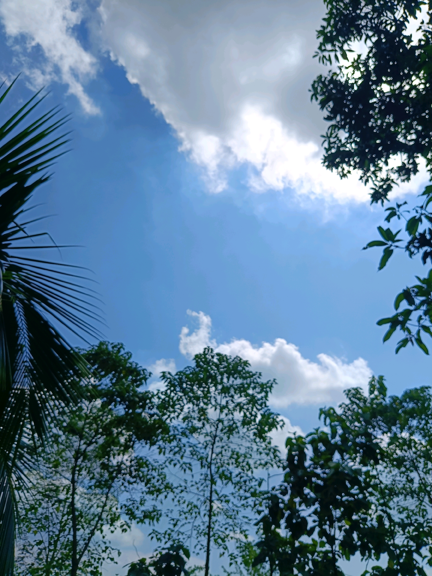 The image shows a clear blue sky with scattered white clouds, viewed from below looking upwards through the leaves and branches of trees. The foliage is lush green, with some leaves appearing as dark silhouettes against the sky, while others are more defined. A large palm frond is visible in the upper left corner, its long, thin leaves fanning out. The overall impression is of a bright, sunny day in a natural setting, likely a park or a residential area with abundant greenery. The location is specified as Hatipara, India.