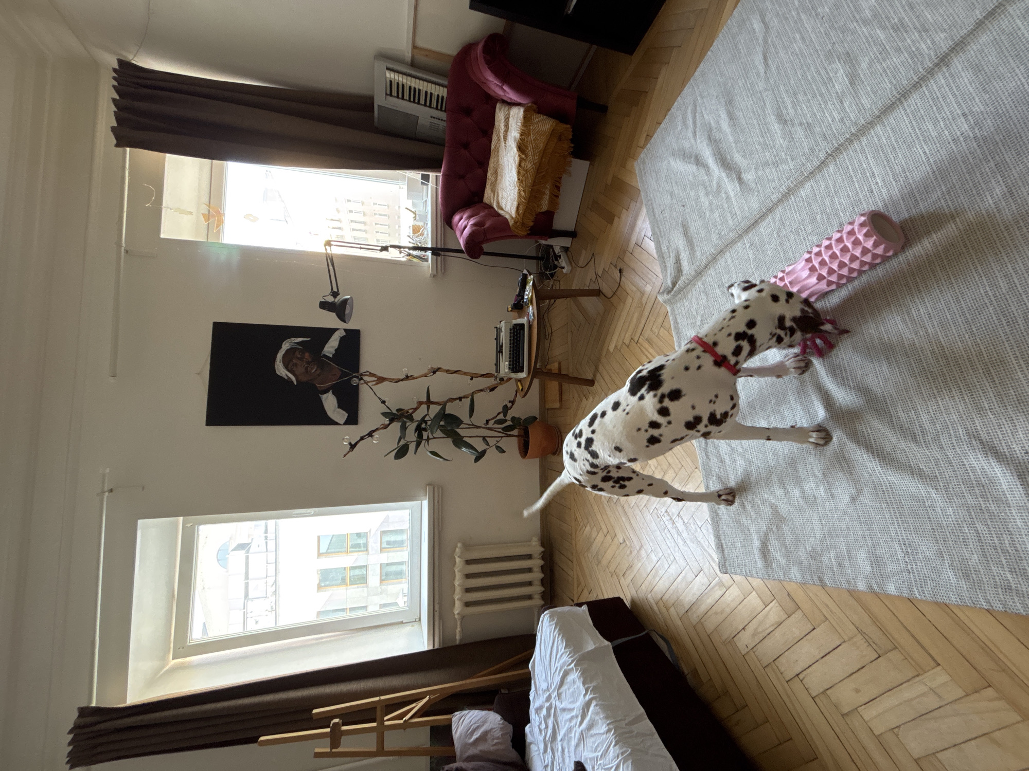 The scene depicts the interior of a bright, high-ceilinged room, likely an apartment living area, consistent with a historic district in central Moscow, Russia.
A Dalmatian dog, exhibiting white fur with black spots and wearing a red collar, occupies the foreground. It is positioned on a light gray rug, with its head lowered, engaged with a pink, textured foam roller.
The room features light wooden herringbone parquet flooring and white walls. Two tall, narrow windows with white frames are set into the far wall, allowing natural light to enter. Brown curtains flank both windows. An old-style white radiator is situated below the left window.
To the left, a portion of a bed with a dark frame and white bedding is visible, alongside a wooden artist's easel. Between the windows, a large potted plant, appearing to be a Ficus, stands on the floor, accompanied by a decorative multi-branched dried plant. A small, three-legged wooden side table is positioned in front of the right window, supporting a vintage-style typewriter and some small, colorful items. A black canvas painting depicting a person's head and shoulders (wearing a white bandana) hangs on the wall above the side table. A black floor lamp with an adjustable head stands beside the table. On the right side of the room, a deep red, tufted armchair is visible, draped with a yellowish-orange patterned throw blanket. Behind the armchair, a white electronic keyboard leans against the wall. A dark, vertical object is partially visible at the extreme right.
Through the windows, multi-story urban buildings with light-colored facades are discernible. One distant building features a distinct large arched window on an upper floor, characteristic of historical European architecture.