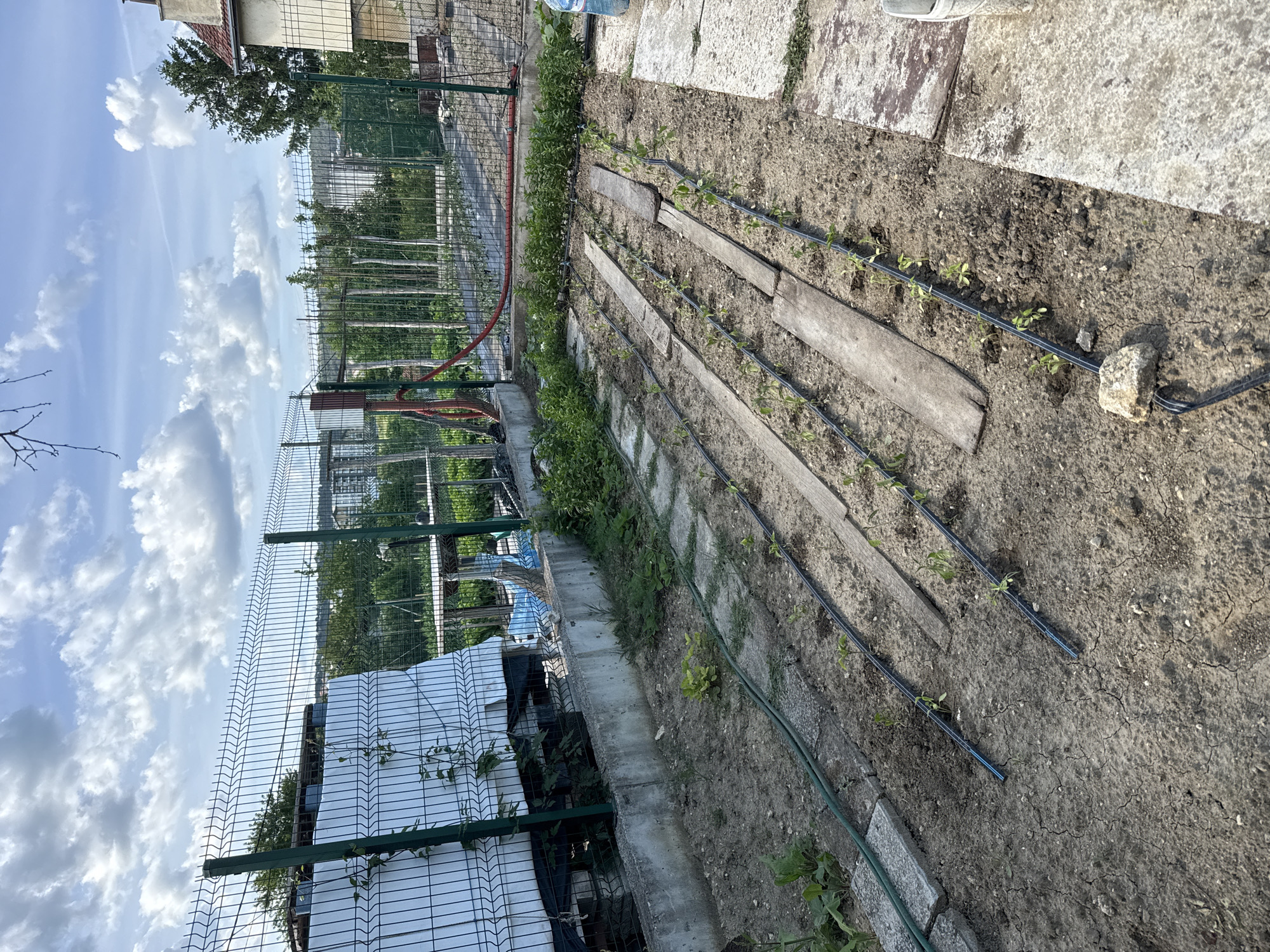 The image shows a garden plot in Varna, Bulgaria. The plot is bordered by a wire fence and a concrete retaining wall. Within the plot, rows of young plants are visible, spaced along a drip irrigation system made of black tubing. Wooden planks are laid between the rows. The soil is dry and cracked. In the background, buildings and trees are visible. The sky is partly cloudy.