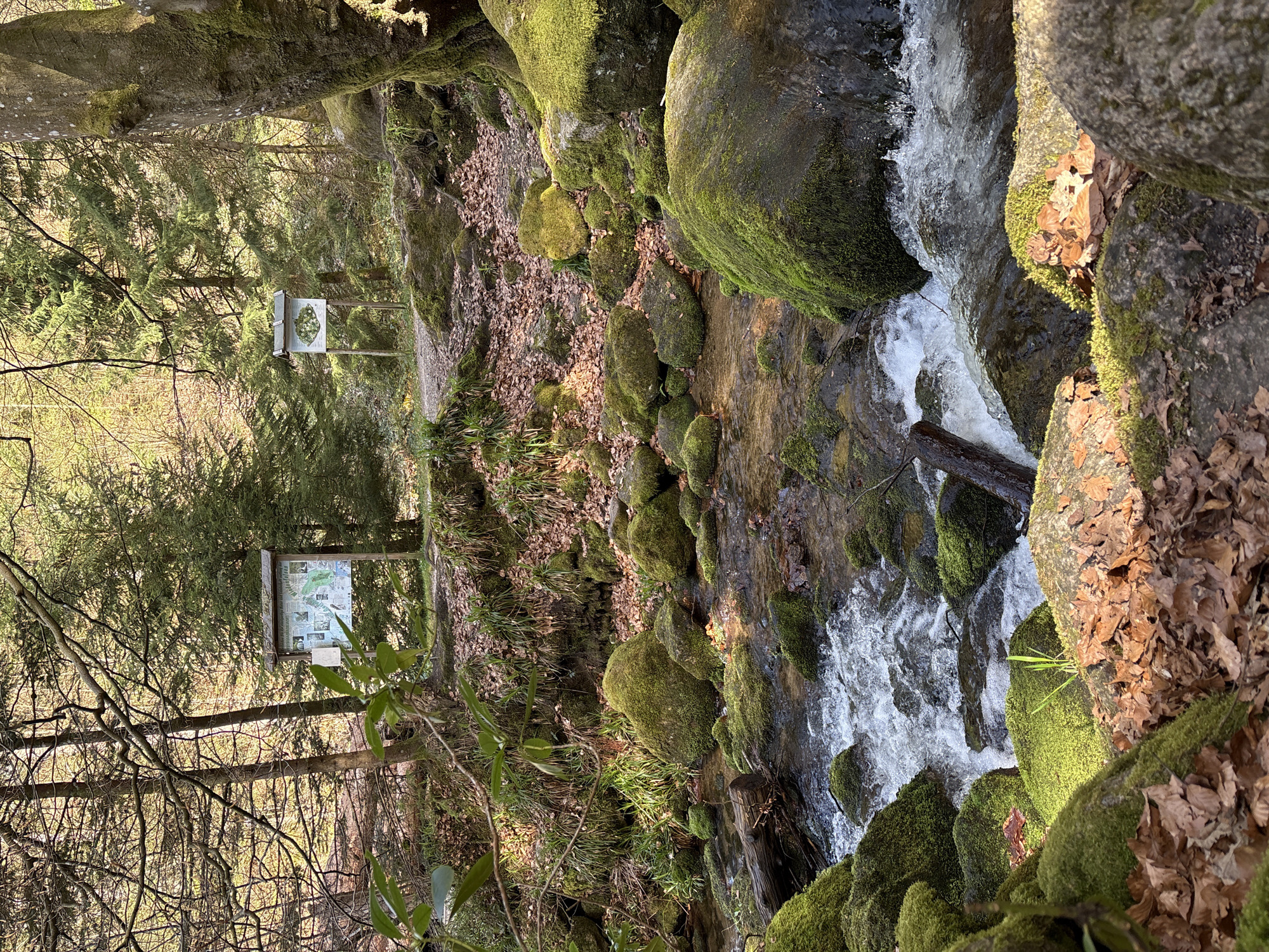 This is an outdoor daytime shot in Bühlertal, Germany. A creek flows swiftly down a mossy, rocky slope. Two informational signs stand on the left side of the image, further up the slope, among trees. The lighting is dappled, with sunlight filtering through the trees. The environment is wooded and natural, with rocks, moss, and fallen leaves. There are no visible people or interactions.