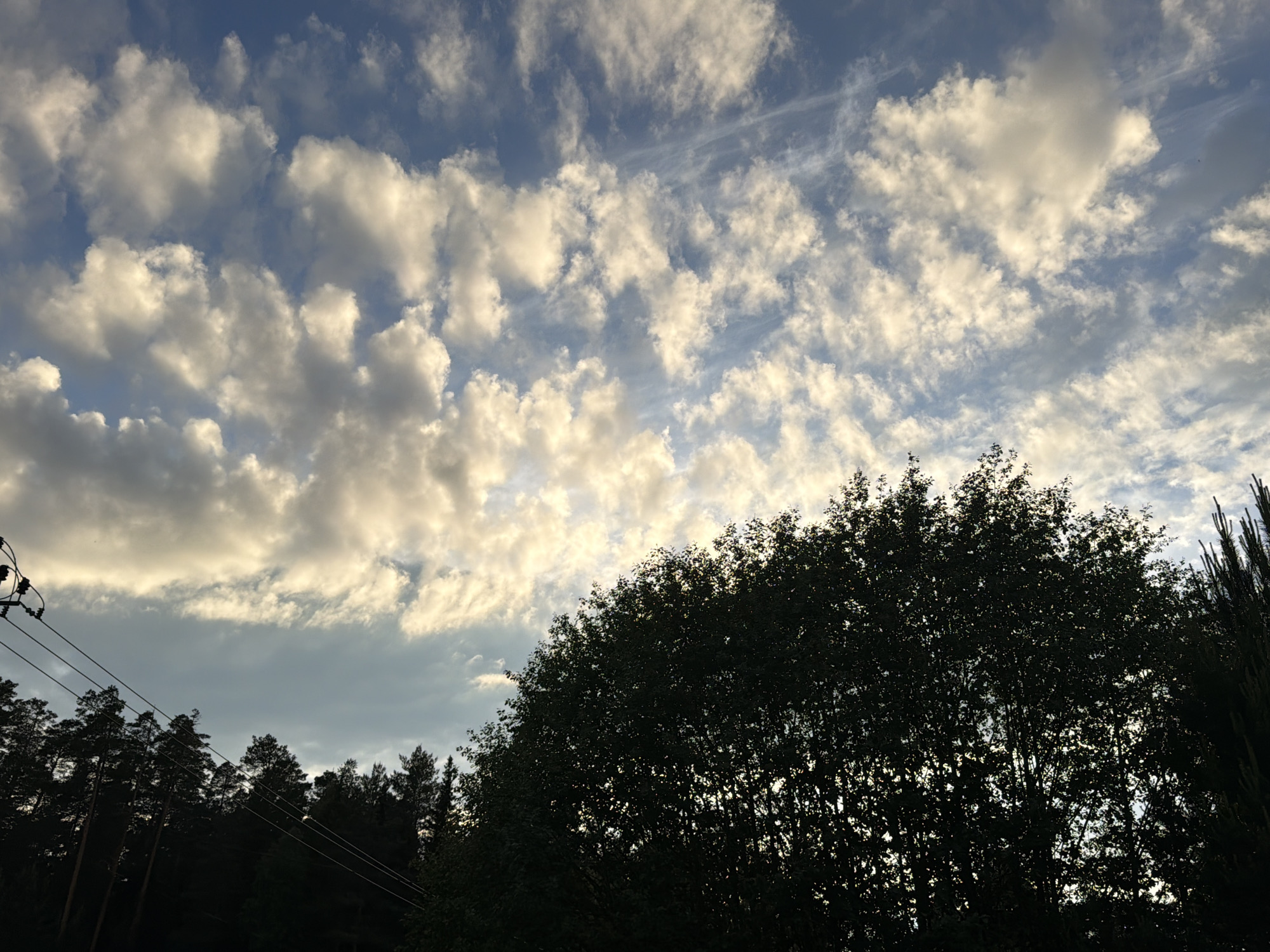 The image depicts a sky filled with cumulus clouds, partially obscured by trees. The clouds are illuminated with a warm light, contrasting with the blue sky in between. In the lower portion of the image, a dense group of trees obscures the horizon. Utility poles and wires are visible on the left side of the image. Without additional information, it is not possible to confirm if the location is within Chaikovsky, Russia.