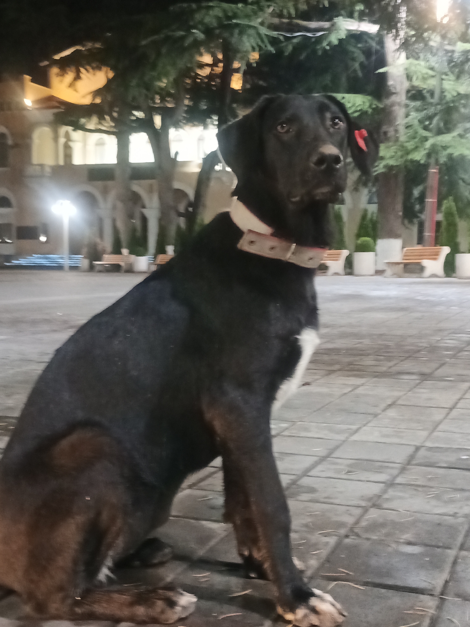 A large black dog with a white chest marking sits on a paved courtyard. The dog is wearing a light-colored collar and has a small red tag attached to its right ear. In the background, there are trees, benches, and illuminated buildings with arched walkways. The scene appears to be in a public urban space, possibly a square or park area. The lighting suggests it is dusk or night. The image is located in Tskhinvali, South Ossetia.