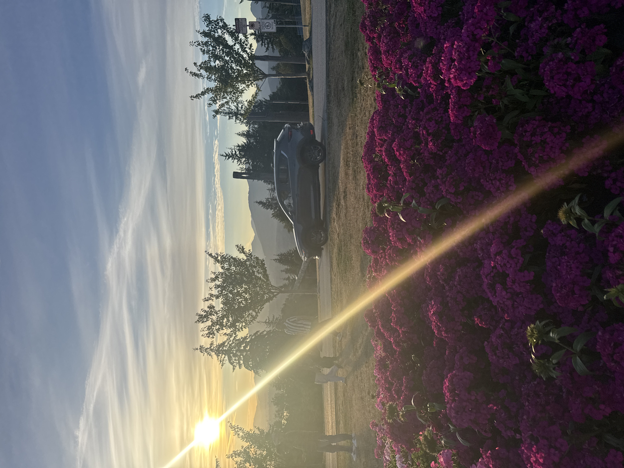 The image captures a scenic view from a park in Burnaby, Canada, during what appears to be sunset. The foreground is dominated by a dense bed of vibrant purple flowers, likely hydrangeas, which are in full bloom. Beyond the flowers, a grassy lawn stretches out, and several people are visible. One individual, wearing a striped shirt, is walking, while others are standing or walking in small groups. A dark-colored SUV is parked or driving slowly on an asphalt road that curves through the park. In the background, numerous evergreen trees are interspersed with deciduous trees. Further in the distance, rolling hills and mountains are silhouetted against the sky, which is a soft blend of blue and yellow, with wispy clouds catching the warm light of the setting sun. The sun itself is visible in the upper left quadrant of the image, casting a bright glare and a prominent light streak across the scene. Several traffic and informational signs are mounted on poles near the road on the right side of the image.