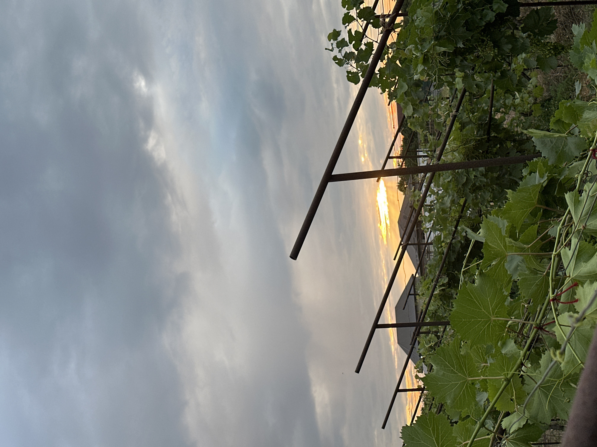 This image captures a vineyard scene at dusk, with the setting sun visible through a break in the clouds. The sky is filled with dramatic, overcast clouds that are illuminated by the warm, golden hues of the sunset, creating a soft, diffused light. A vineyard trellis, constructed from dark metal poles, runs diagonally across the frame, supporting lush green grapevines. The leaves of the vines are vibrant and detailed, with some showing the characteristic venation of grape leaves. In the background, hints of agricultural structures and vegetation are visible, suggesting a rural or semi-rural setting. The overall mood is tranquil and contemplative, with the natural beauty of the vineyard bathed in the soft light of sunset. The location is Miatli, Russia, and the time of day is evening. There is no visible text in the image.