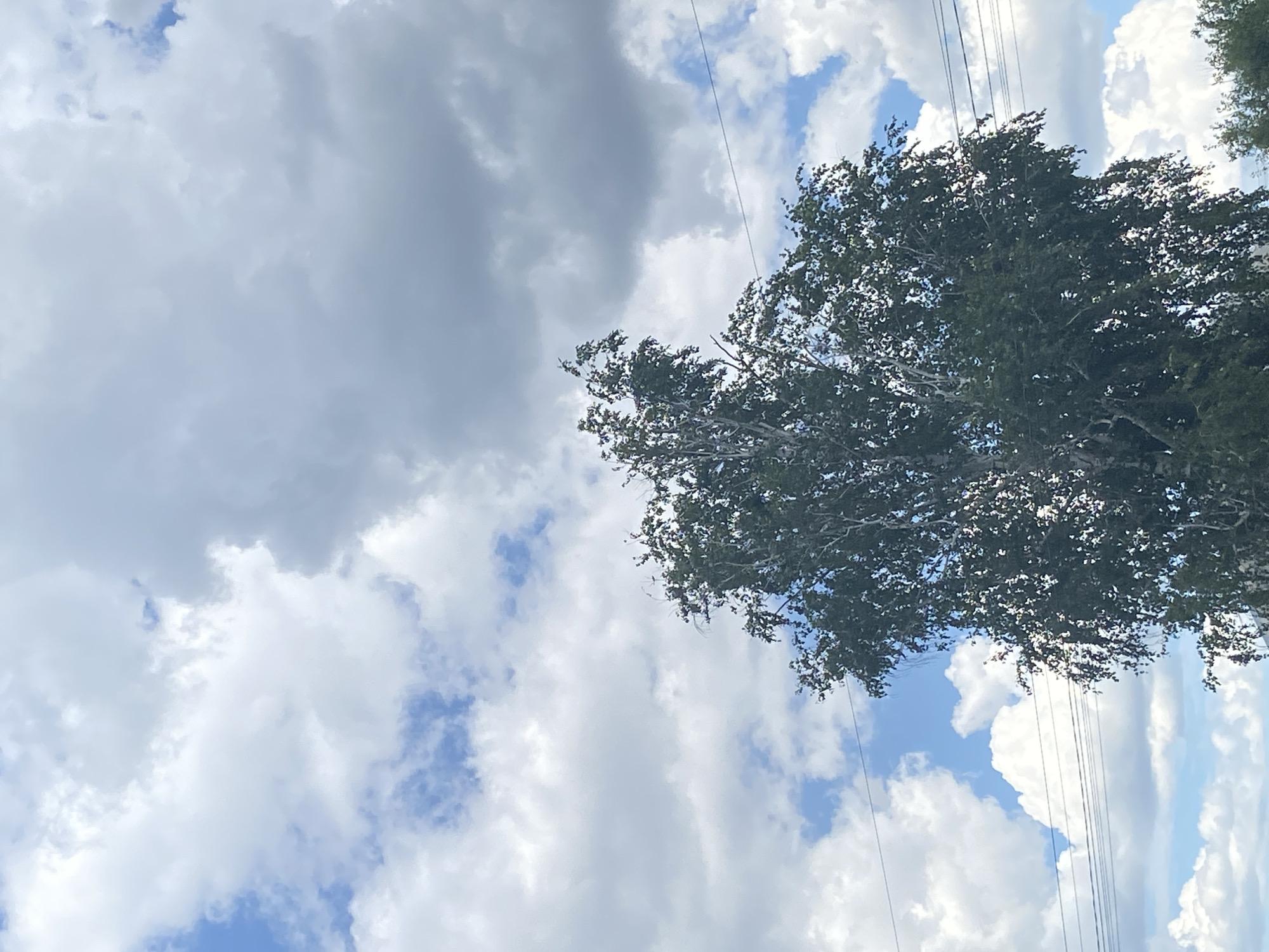 A tall, leafy tree dominates the center of the frame, its branches reaching towards a sky filled with a mix of white and grey clouds. Several power lines are visible crisscrossing the image horizontally, passing behind the tree and across the sky. The scene is set against a backdrop of blue sky peeking through the clouds. The location is Shulhynka, Ukraine.