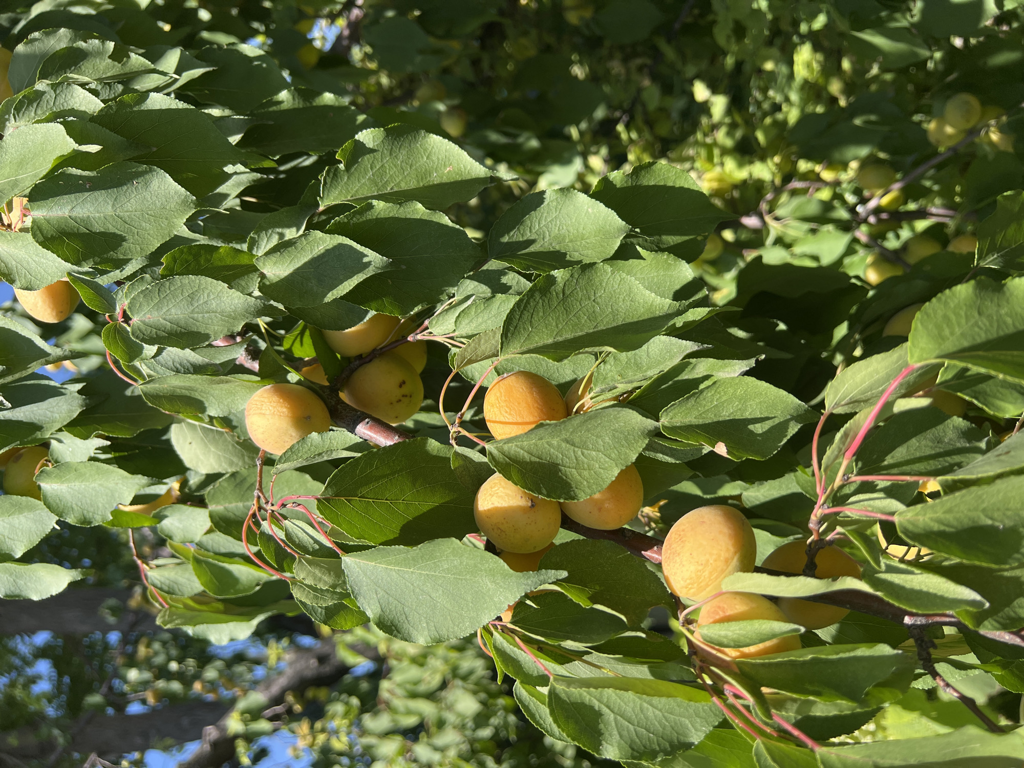The image shows an apricot tree laden with ripe apricots, bathed in sunlight. The apricots are predominantly yellow with hints of orange and red blush, varying in size and ripeness. They are clustered on branches interspersed with vibrant green leaves. The tree appears to be in a natural or garden setting, with foliage and other trees visible in the background. The lighting suggests it is daytime, with strong sunlight casting shadows. No people or specific locations within Еркін, Kazakhstan are identifiable in this image; it is a general depiction of fruit on a tree.