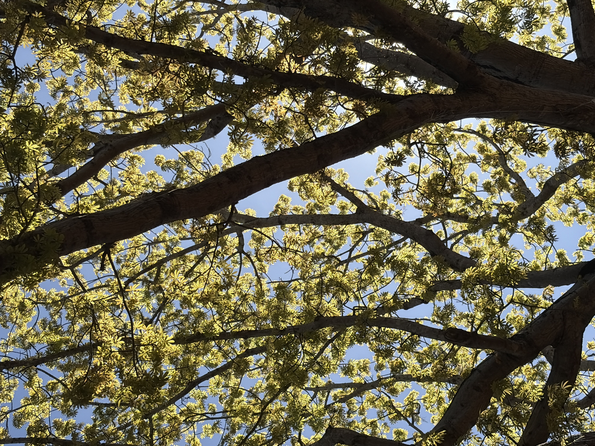 The image is a low-angle shot looking up into the canopy of a tree against a blue sky. The tree has thick, dark brown branches. The leaves appear to be small, light green, and are densely packed. The location is possibly Ciudad Guayana, Venezuela, given the user's prompt. No people or specific objects are identifiable other than the tree and sky. There are no visible interactions or actions taking place.