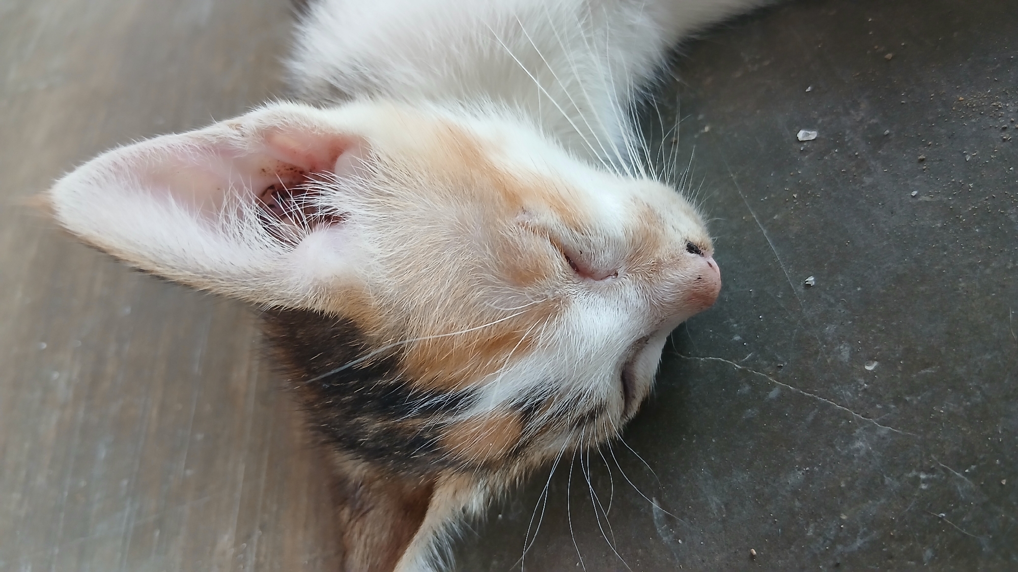 A close-up shot shows a young calico kitten sleeping on a textured gray surface, possibly a floor. The kitten is positioned on its side, with its head resting on its paws. Its eyes are closed, and its pink nose is visible, with a few dark specks on it. The kitten's fur is a mix of white, orange, and black patches. Long white whiskers fan out from its muzzle. The background consists of a wooden surface with a visible grain pattern. The overall impression is of a peaceful, napping animal in a simple, domestic setting. The location in Keudejungkagajah, Indonesia, is not visually indicated in the image itself.