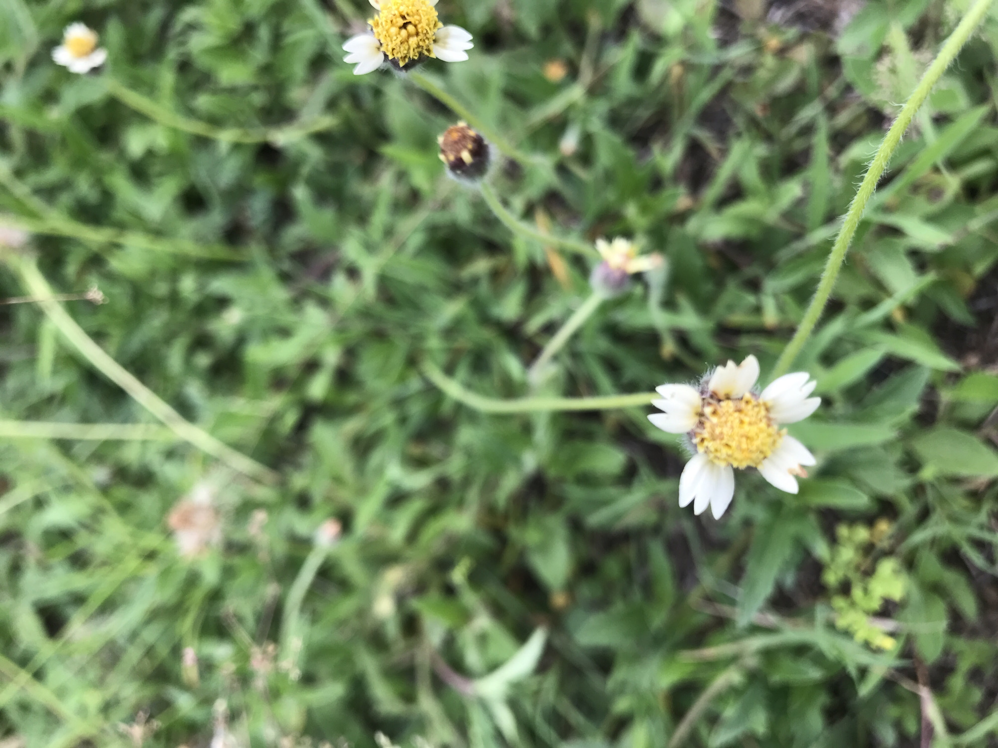 The image shows a close-up of grass and several small white and yellow flowers, possibly daisies, growing in a natural environment. The background is blurred, suggesting a shallow depth of field. The photo was taken in Lhokseumawe, Indonesia.