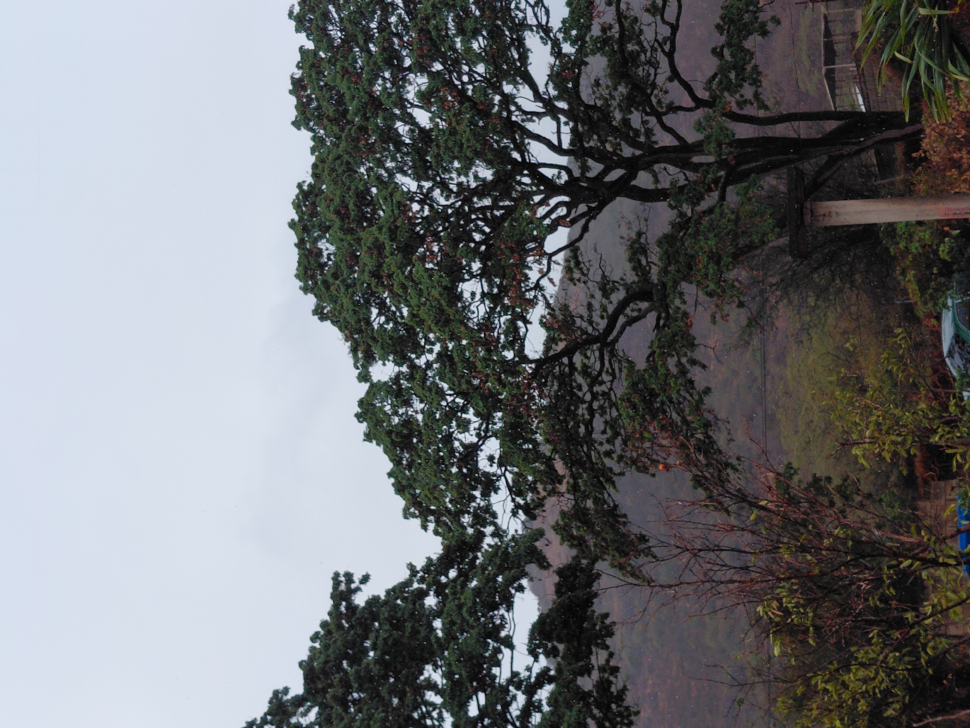 The image captures a serene, natural landscape dominated by a large, mature tree under an overcast sky. The photograph is oriented sideways, but when viewed upright (rotated 90 degrees counter-clockwise), a substantial tree fills the left and central portions of the frame, its wide canopy extending across. Its branches are thick and gnarled, covered in dense, dark green foliage, with hints of reddish-brown elements, possibly berries or autumn leaves.
In the mid-ground and background, rolling hills or mountains are visible, appearing soft and hazy, suggesting mist or distance. The terrain is covered in muted greens and browns, characteristic of a natural, vegetated landscape. Towards the right side of the frame, closer to the viewer, are smaller trees and bushes with more sparse foliage, allowing their bare branches to be seen. A light-colored wooden pole or post stands upright near the right edge, partially obscured by the surrounding vegetation. A subtle blue object, possibly part of a vehicle or tarp, can be faintly discerned in the bottom right corner.
The sky is a uniform, light grey, indicating heavily overcast weather. The diffused lighting suggests a damp, perhaps misty or drizzly day, possibly in the early morning or late afternoon. There are no people visible, and no discernible activities are taking place; the scene is static and quiet. No text is visible in the image. The setting is Santa Ana, Venezuela, consistent with the lush natural environment depicted.