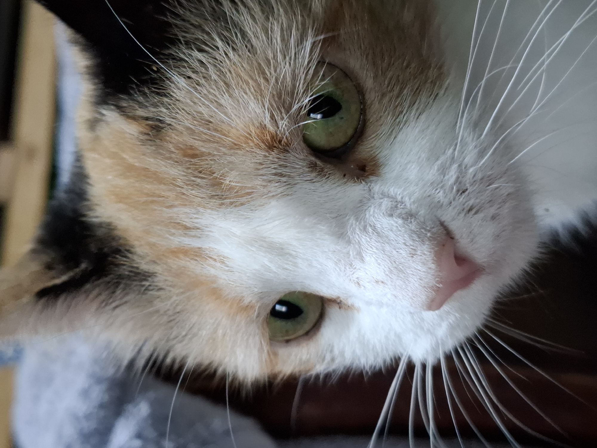 A close-up, head-on shot shows a calico cat with green eyes and a pink nose. The cat's fur is a mix of white, orange, and black. The background is blurred and appears to be indoors, with hints of fabric and wood. The location is Unknown, Unknown.