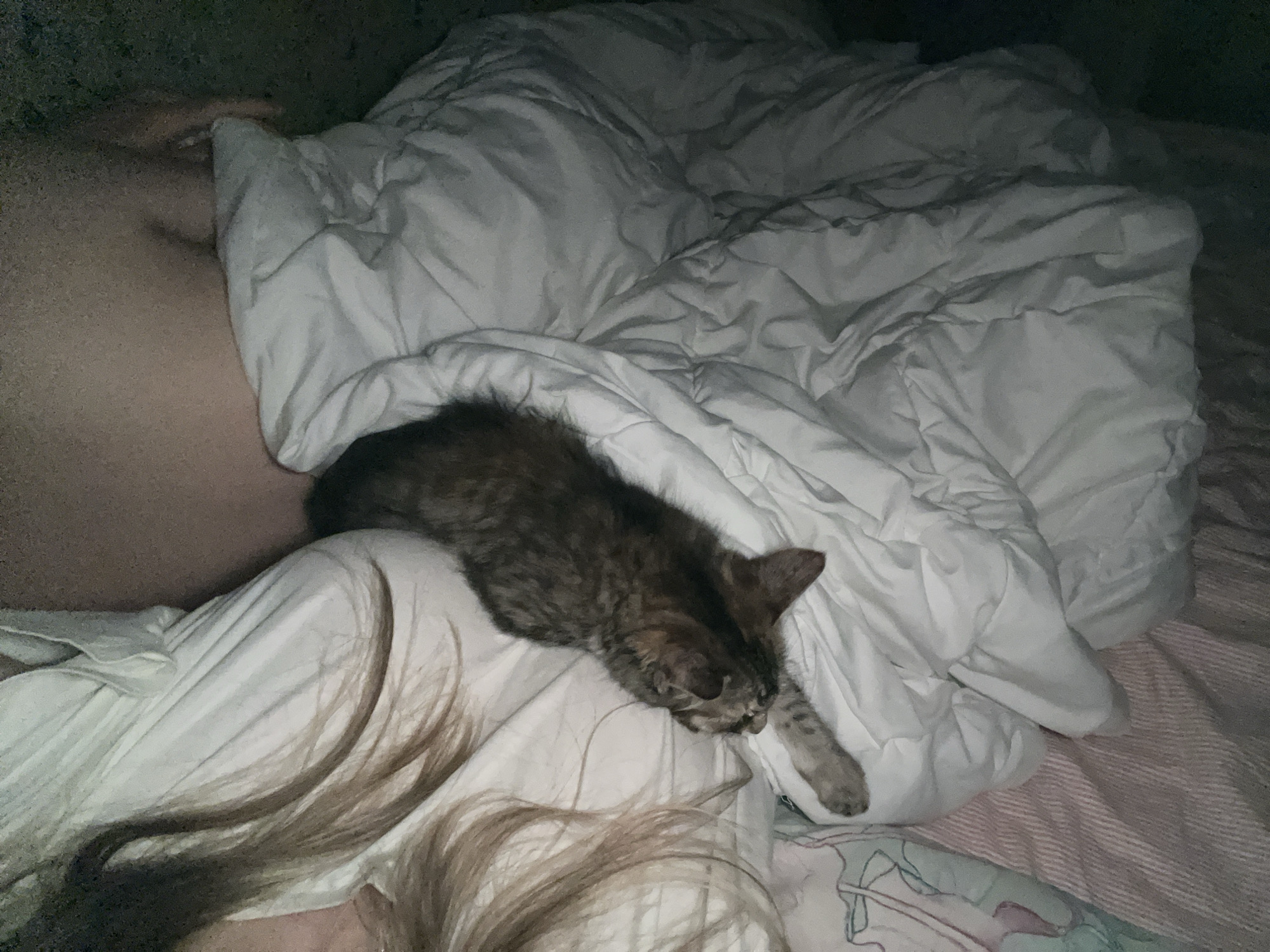 A person and a kitten are in bed. The person's back is to the camera, and their head is out of frame. Their hair is long and blonde. The kitten is a tabby with brown and black markings, and it is lying on top of the person's chest, nestled into a white duvet. The kitten's head is down, and it appears to be sleeping. The scene is dimly lit, suggesting it might be nighttime or early morning. The person is wearing white sheets. The overall atmosphere is cozy and peaceful.