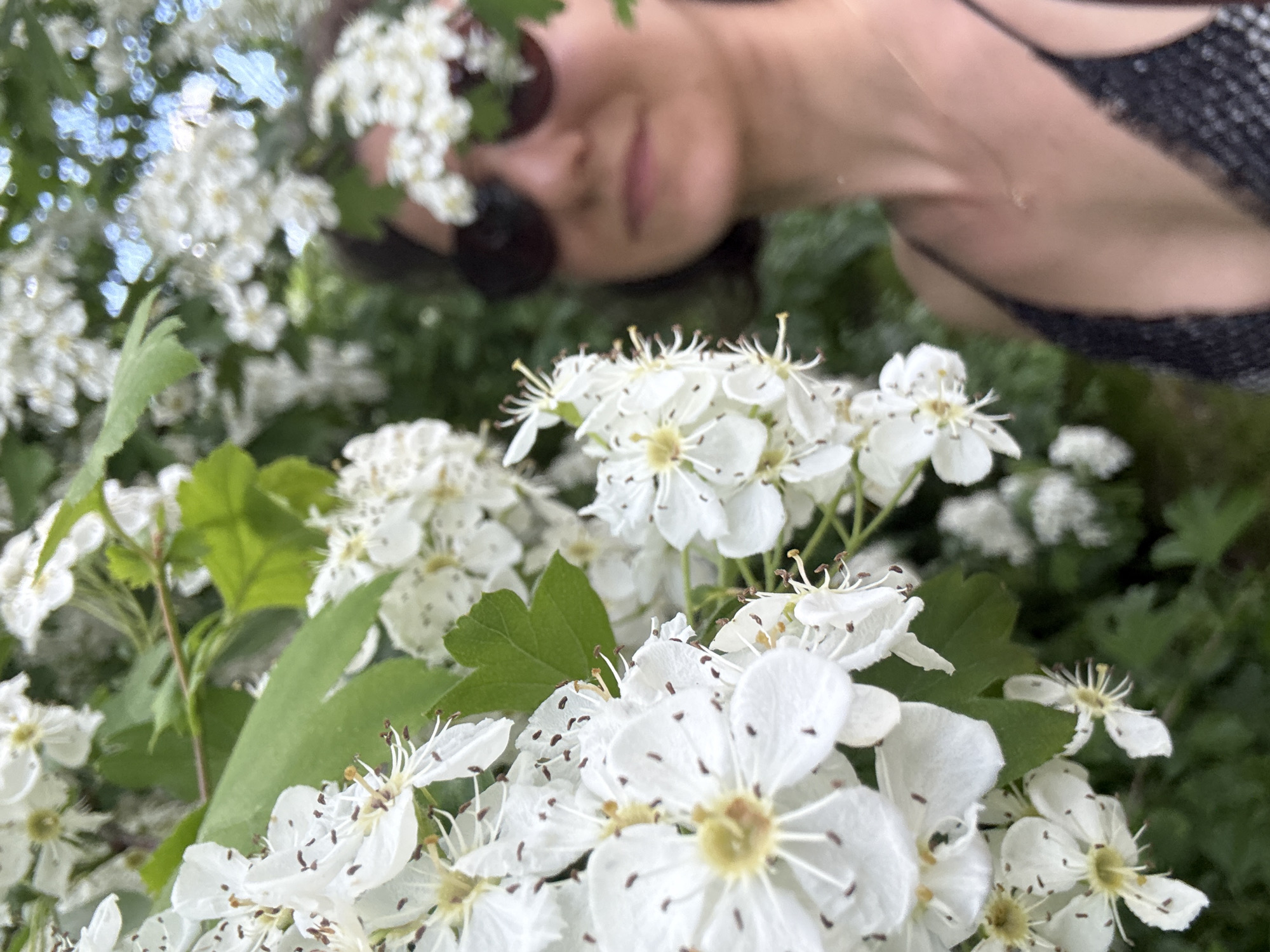 This image depicts an outdoor scene in Saint Petersburg, Russia. The foreground is dominated by sharply focused clusters of white flowers from a shrub or tree, characterized by five petals, prominent pale yellow anthers, and scattered dark brown specks. Green leaves are interspersed among the blossoms. In the blurred background, a woman with short dark hair is partially visible, wearing dark sunglasses and a dark, possibly sequined, top with thin straps and a delicate necklace. Her face, largely obscured by foliage and flowers, shows a faint smile. The surrounding environment consists of additional out-of-focus white flowers and green foliage, indicating a lush garden or park setting under daylight.