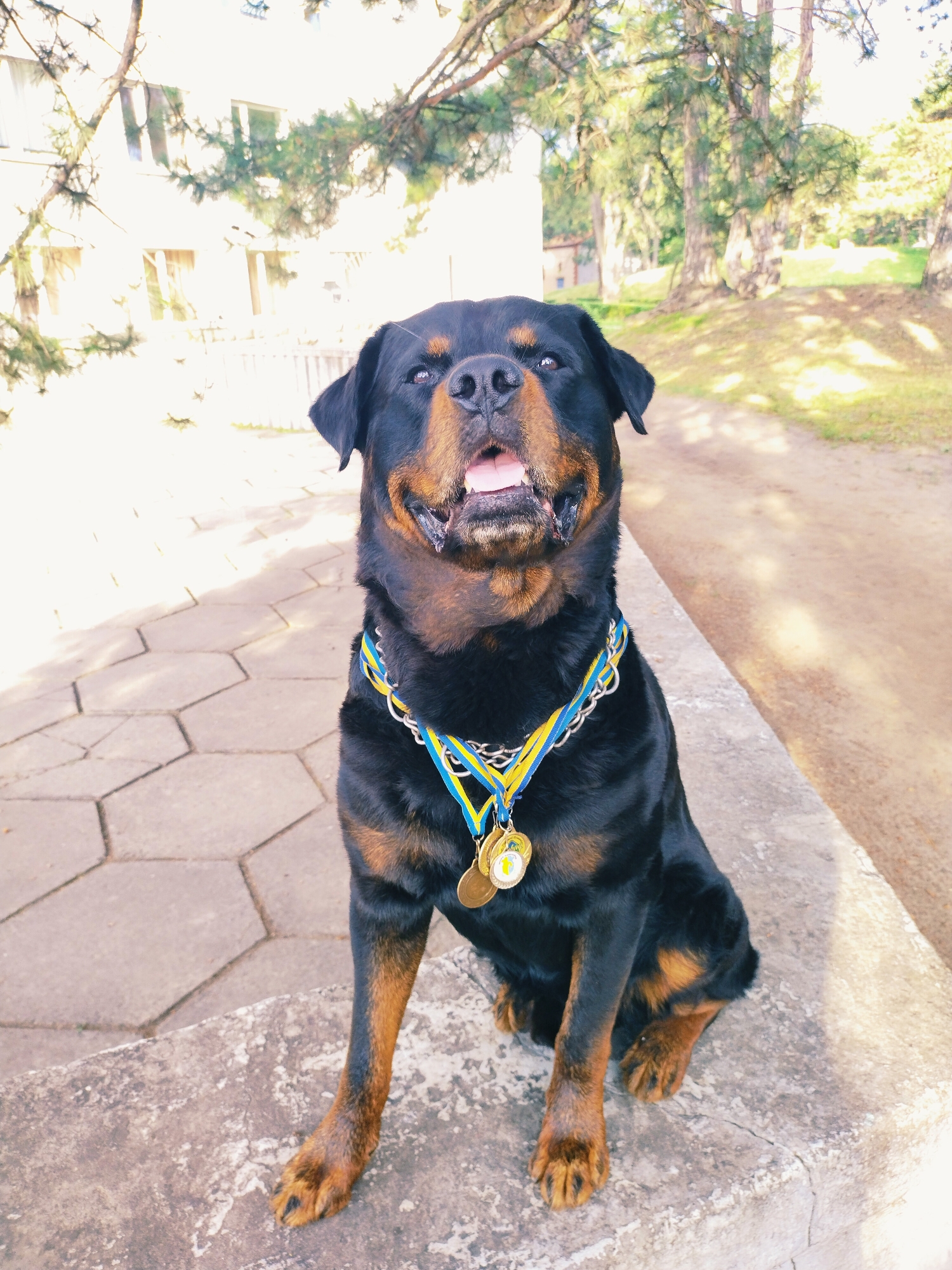 A rottweiler dog, wearing a medal and a collar with blue and yellow ribbons, sits on a stone ledge in a park. The dog's mouth is open, and its tongue is visible. In the background, a building and trees are visible. The ground in front of the dog is paved with hexagonal stones. The overall setting suggests an outdoor public space within the city of Horishni Plavni, Ukraine.