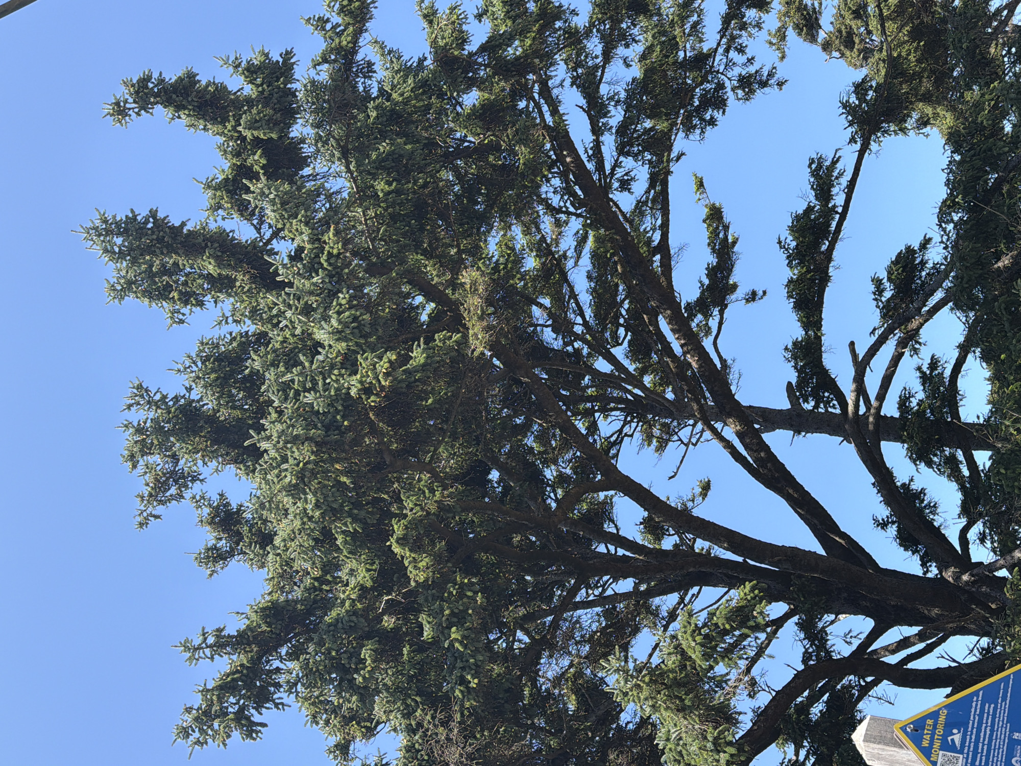 A low-angle shot captures the top branches of a large conifer tree against a clear blue sky, in the city of Cannon Beach, United States of America. The tree's branches, laden with dark green needles, extend outward and upward, some appearing gnarled and windswept. The texture of the bark is visible on the thicker branches, suggesting age and resilience.
In the lower left corner, a portion of a yellow triangular sign with blue text is visible, partially obscured by the tree's foliage. The text includes the words "WATER MONITORING" and a graphic of a swimming person, along with smaller printed information. A weathered wooden post stands to the left of the sign. The background is exclusively the bright, cloudless blue sky. The overall scene is outdoors, likely in a coastal environment given the context of water monitoring.