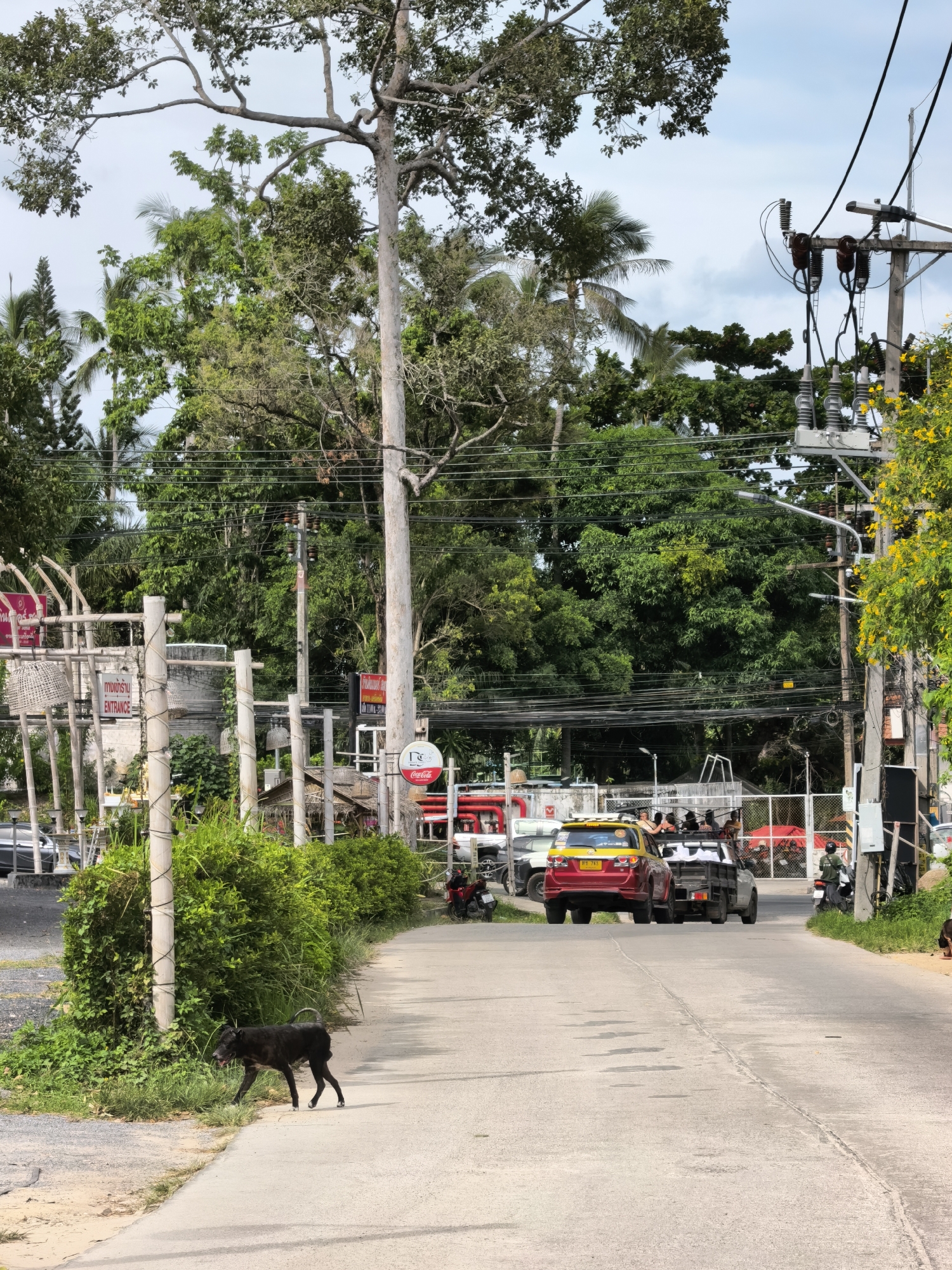 A black dog walks on the side of a paved road in a tropical environment on the island of Koh Samui in Thailand. The road is lined with lush green vegetation and palm trees, with a large tree prominently situated in the foreground. Electrical poles with wires stretch across the scene. In the background, several vehicles, including a yellow and red car and a pickup truck carrying passengers, are visible, along with buildings and structures. A red Coca-Cola sign is also present. The sky is partly cloudy.