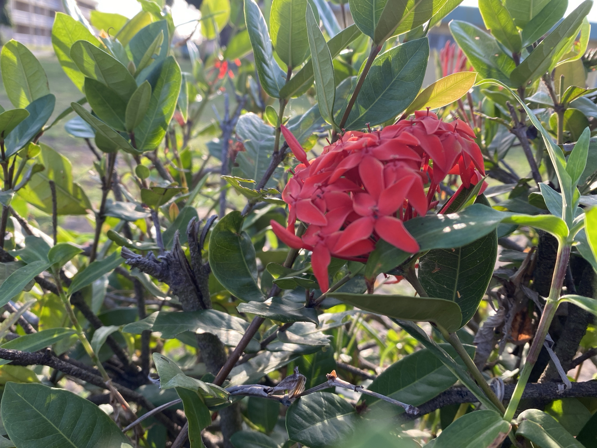 The image depicts a close-up view of a cluster of red Ixora flowers surrounded by green foliage. The scene appears to be outdoors with bright sunlight. The location is Tawpo, Nigeria, according to the user's prompt. No people are visible. A dead branch is also visible among the green foliage. The focus is on the Ixora flower cluster.