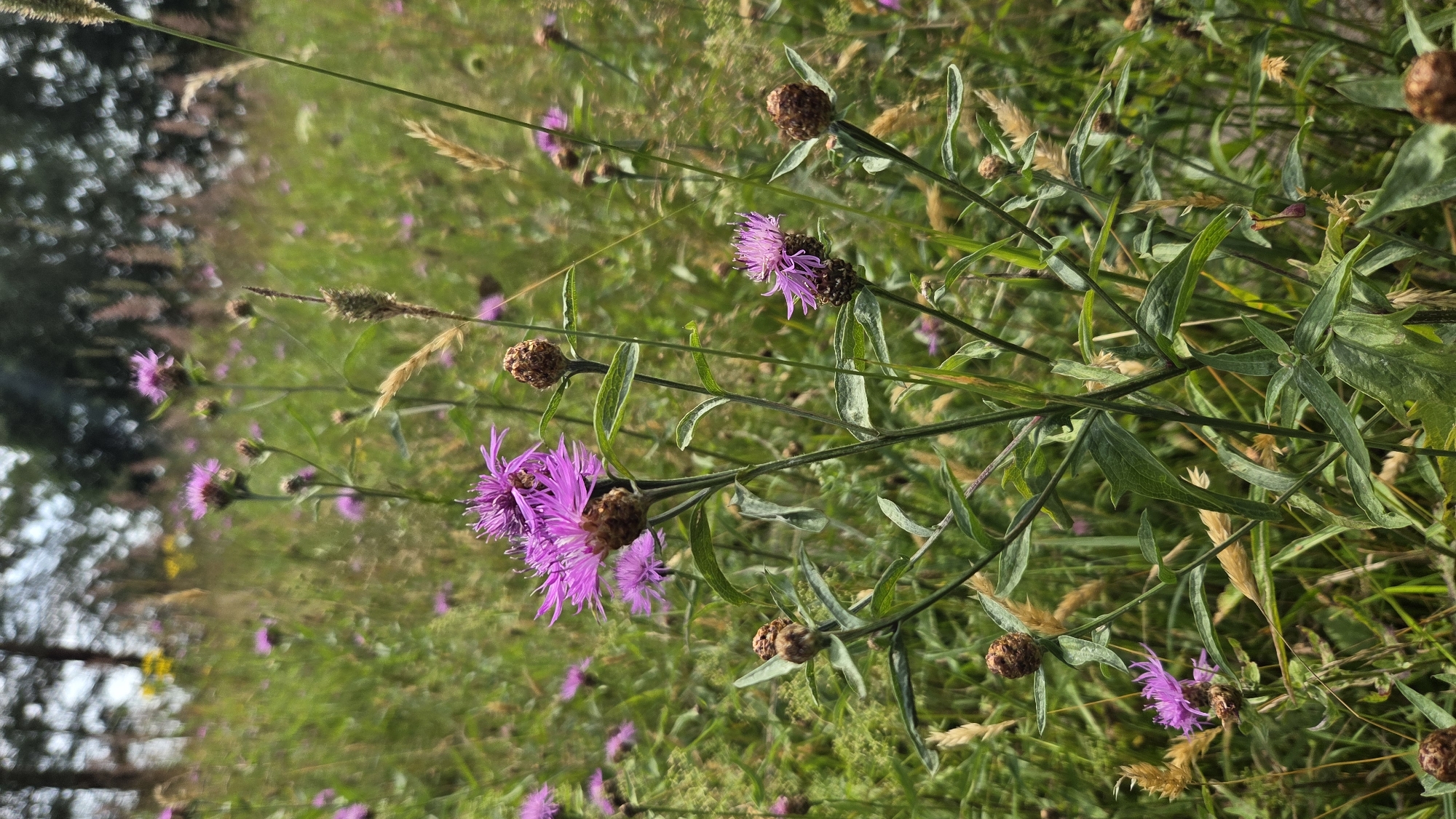 In a meadow in Saurieši, Latvia, several thistle-like purple flowers are in bloom amidst green foliage and dry grasses. The flowers are the focal point, with some fully opened and others in bud. The background consists of more vegetation and the indistinct shapes of trees. The scene is natural and depicts a wild, overgrown area.