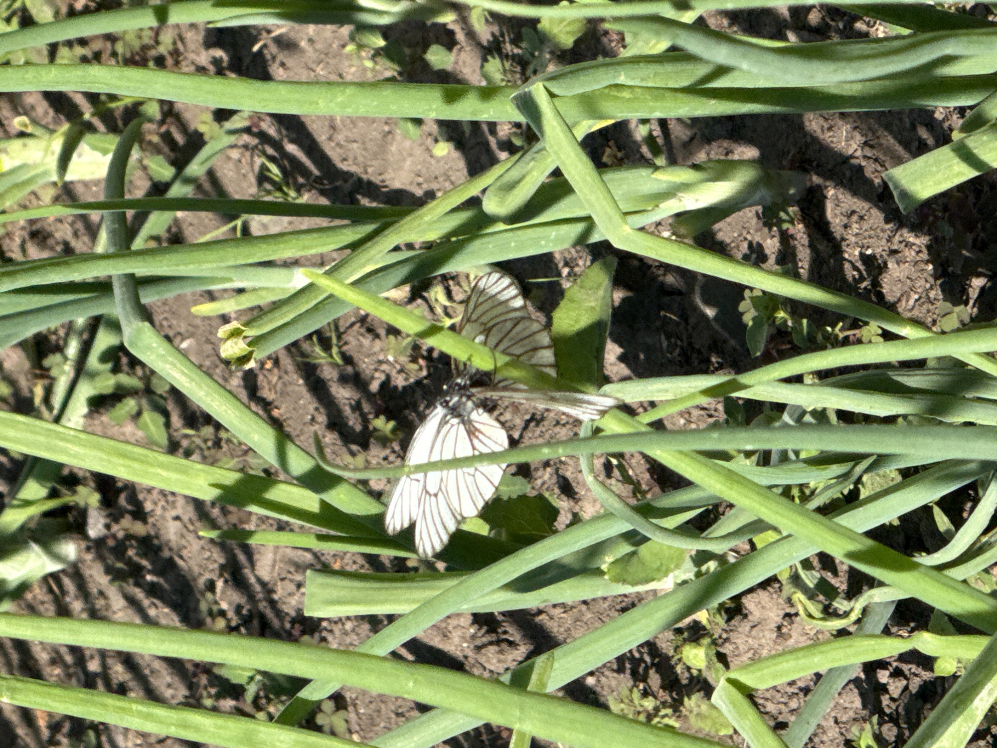 The image shows two white butterflies resting on the ground among the green stalks of onion plants. The butterflies have dark veins on their wings, creating a delicate, striped pattern. The ground is dark soil, with some smaller green plants and fallen leaves visible. The onion stalks are long, cylindrical, and a vibrant green, with some appearing to be bent or broken. The scene is illuminated by bright sunlight, casting shadows from the stalks onto the ground, suggesting it is daytime. The location is identified as Ovsyanka, Russia, indicating an outdoor agricultural or garden setting. The overall impression is one of a peaceful natural scene, capturing a moment of stillness with the butterflies at rest. There is no visible text in the image.