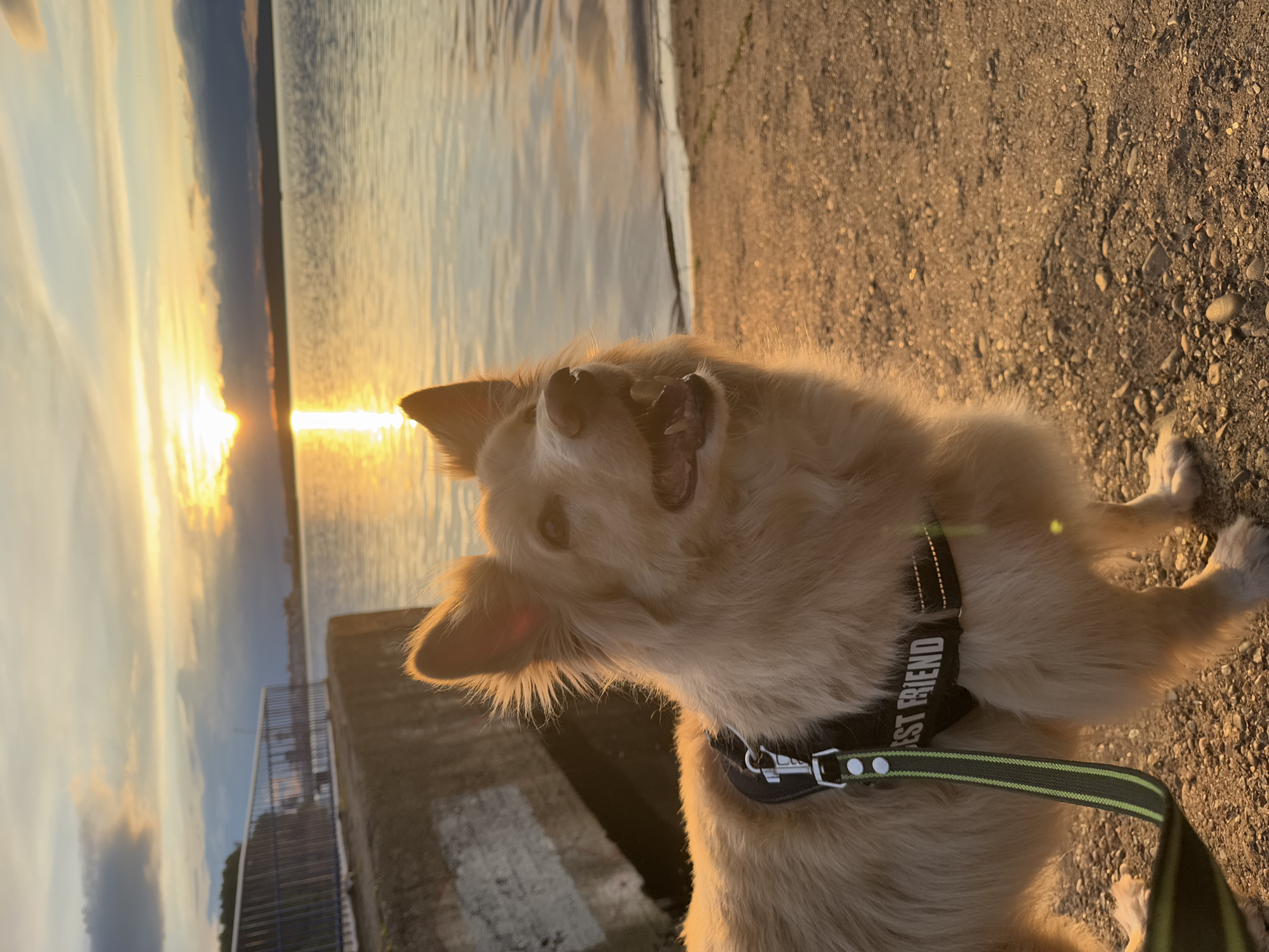 A golden retriever dog with a black harness marked "BEST FRIEND" stands on a pebbled ground next to a concrete structure. Behind the dog is a body of water with a sunset reflecting on its surface. In the background is a metal railing. The location is Chaikovsky, Russia.