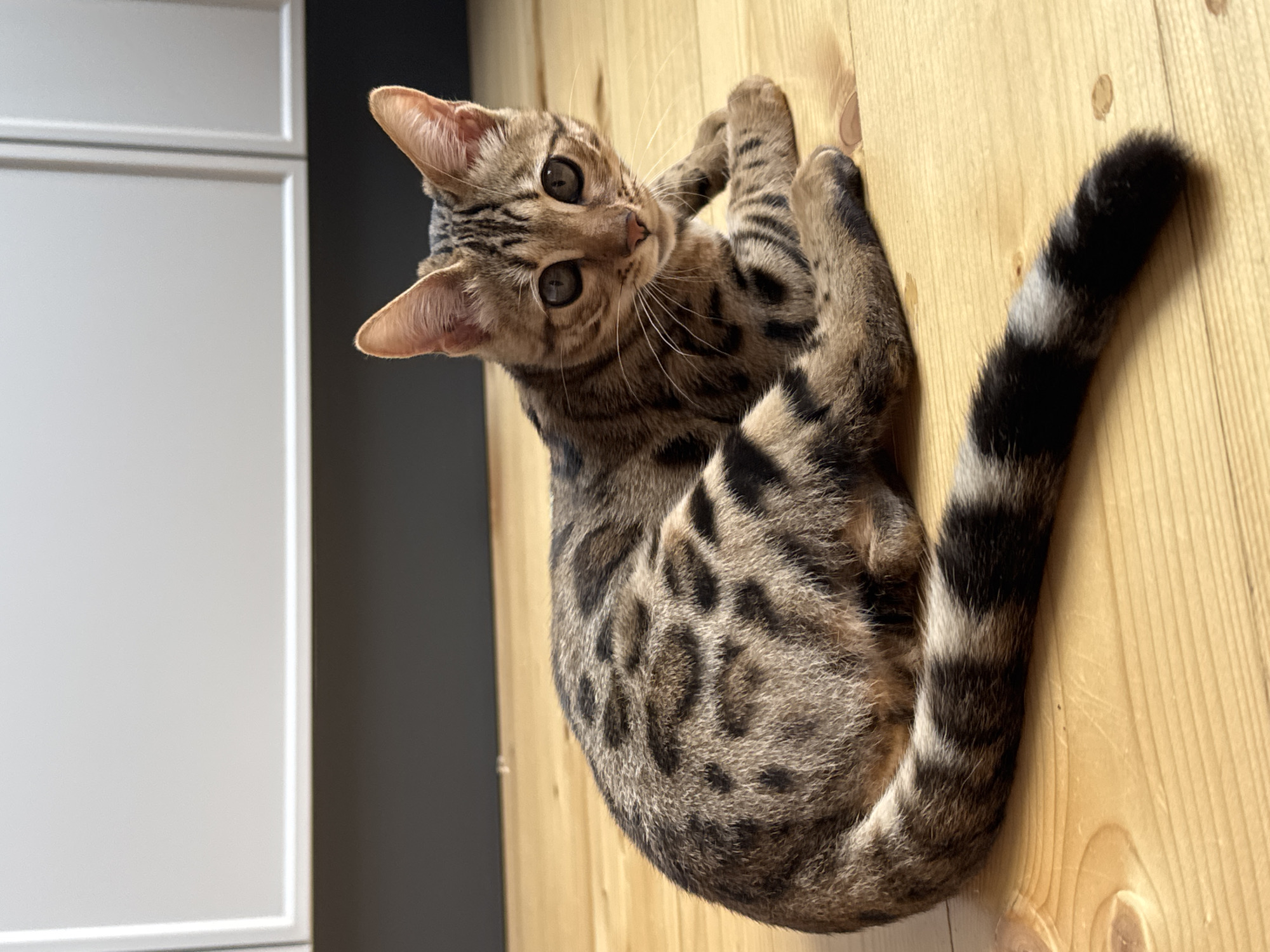 A Bengal cat with spotted fur is lying on a light-colored wooden floor. The cat is looking towards the camera with large, round eyes. Its tail is curled around its body and has distinct black rings. In the background, there is a dark grey wall and a white cabinet with vertical lines. There is no information available regarding the location in the city of Rzhev, Russia, as this is not deducible from the image.