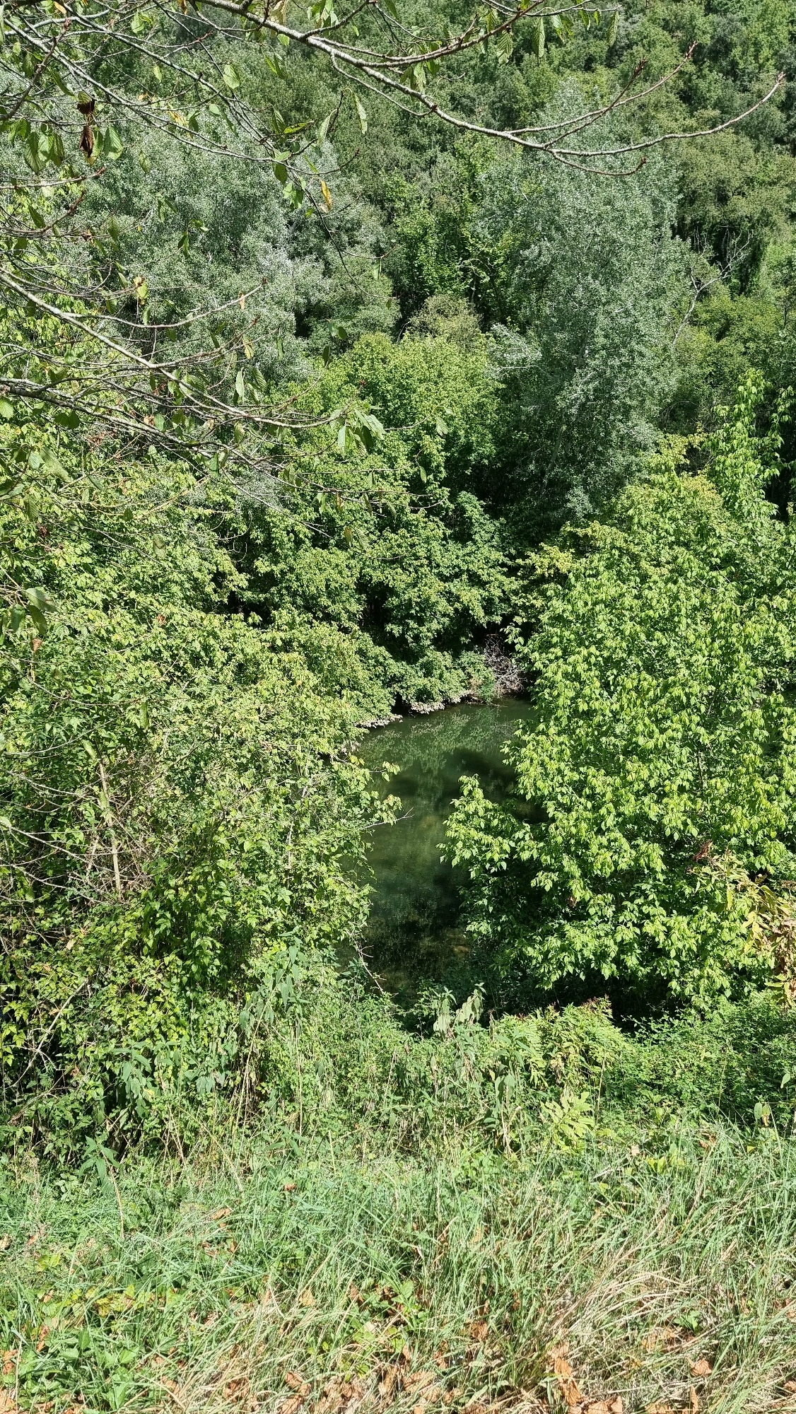 The image shows a dense forest scene with a small body of dark green water, likely a river or pond, partially visible in the center. The water is surrounded by lush green foliage, including trees and bushes. The foreground features tall grass and dry leaves. The overall impression is of a natural, untamed environment. No people or specific objects are discernible in the image. The scene is consistent with the natural areas found in Sant Joan les Fonts, Spain, known for its volcanic landscapes and rich vegetation.