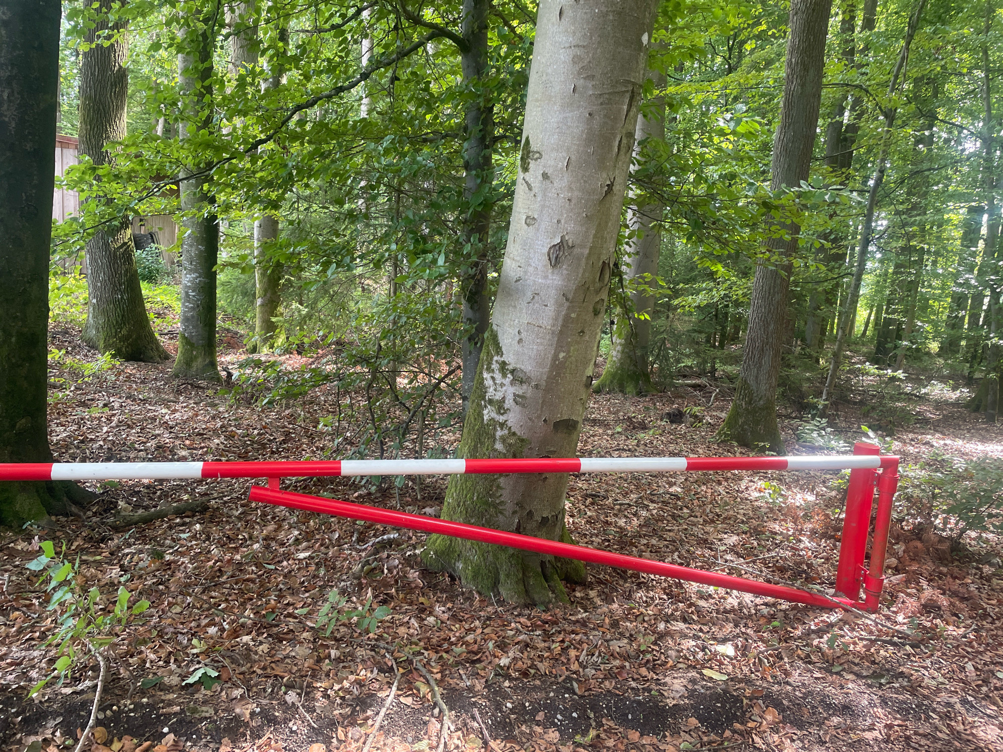 The image shows a red and white barrier in a forest. The barrier is made of metal poles and is painted with alternating red and white stripes. It appears to be blocking a path. The ground is covered with fallen leaves, and there are trees all around. The lighting suggests it is daytime, possibly late morning or early afternoon, with sunlight filtering through the leaves. The overall scene depicts a natural environment with a man-made obstruction.