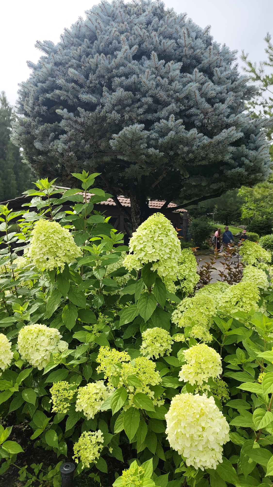 This image depicts a garden scene with a prominent blue spruce tree in the background, its needles a dusty blue-green. In the foreground, a dense collection of light green hydrangeas blooms, their conical flower heads clustered together. The hydrangeas are a vibrant, almost luminous green, with some flowers appearing to be transitioning to white. The foliage of the hydrangeas is lush and dark green, with large, ovate leaves.
In the mid-ground, behind the hydrangeas, a glimpse of a building with a dark, tiled roof and wooden structural elements is visible. Further in the background, two individuals are walking, one wearing a blue top and the other a dark top. They appear to be on a path, with blurred trees and foliage surrounding them. The overall environment suggests a well-maintained park or garden. The specific location within the city of Krasnoyarsk, Russia, cannot be determined from the visual information provided in the image.