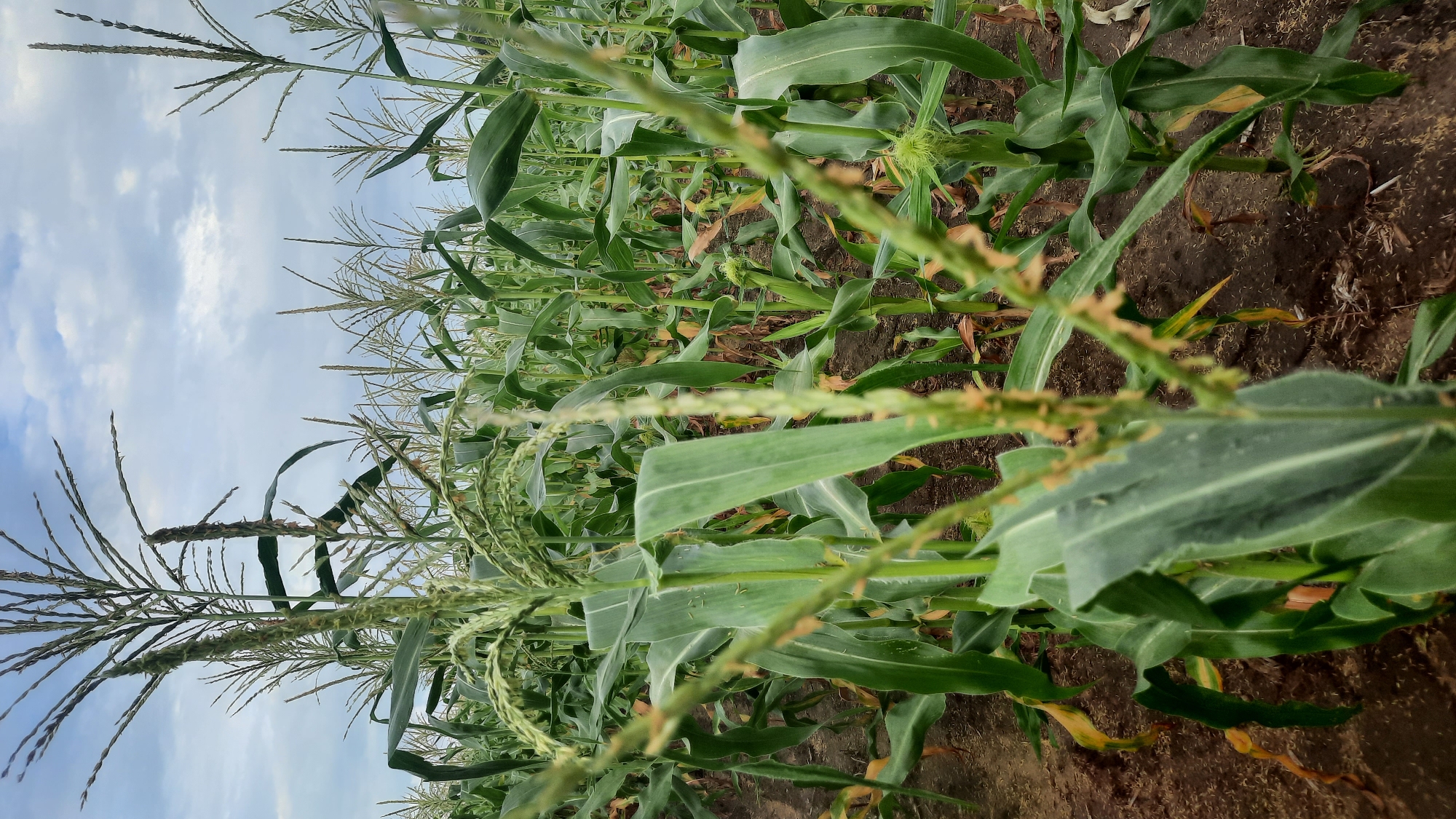 A medium shot captures a close-up view of a cornfield under a cloudy sky. The foreground is dominated by the broad, green leaves of corn stalks, some with visible tassels and developing ears of corn. The stalks are dense, creating a wall of green that recedes into the background. The soil beneath the plants is dark brown and appears dry, with scattered plant debris. The sky above is a mix of white and grey clouds, suggesting overcast conditions. The scene is likely a rural area outside of Shklov, Belarus, as there are no urban elements visible. There are no people or animals present in the image. The image is captured in a vertical orientation.