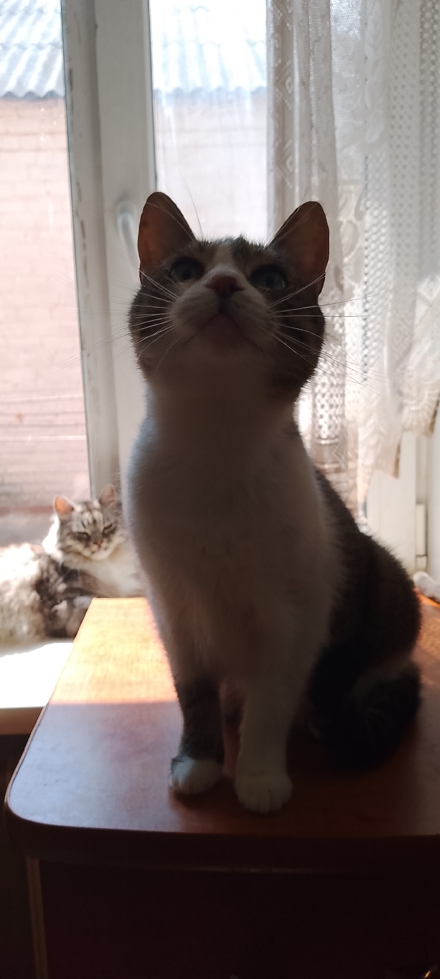 In Belgorod, Russia, an indoor scene features two cats positioned on a wooden surface near a window with sheer curtains. A white, grey, and brown tabby cat sits in the foreground, facing upwards and slightly to the left, its gaze directed towards the window. Its paws, with white fur, are visible. In the background, a second, more extensively patterned tabby cat with lighter fur rests on a windowsill, its eyes partially closed. The lighting suggests it is daytime, with sunlight filtering through the window, casting shadows on the cats and the wooden surface. The environment appears to be a domestic setting, possibly a room in a house or apartment.