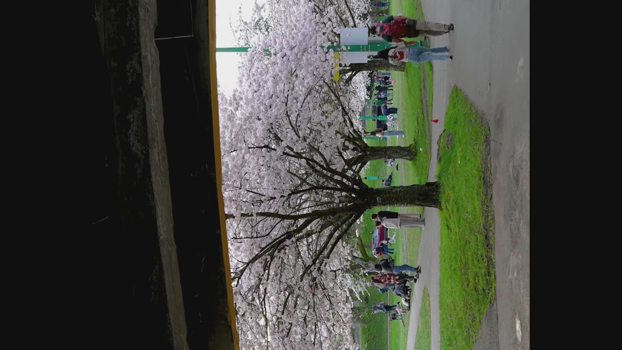 The image depicts a park scene under an overhead structure, likely a bridge or overpass. Blooming cherry blossom trees are in full bloom, with their delicate pink and white flowers creating a picturesque backdrop. Several people are visible in the park, engaged in various activities such as walking, picnicking, and socializing. Some are accompanied by dogs. In the background, there is a red car and further people scattered throughout the grassy area. A paved path winds through the park, where two individuals are walking away from the camera. The overall atmosphere appears relaxed and recreational. This scene is consistent with a location in Vancouver, Canada, during cherry blossom season.